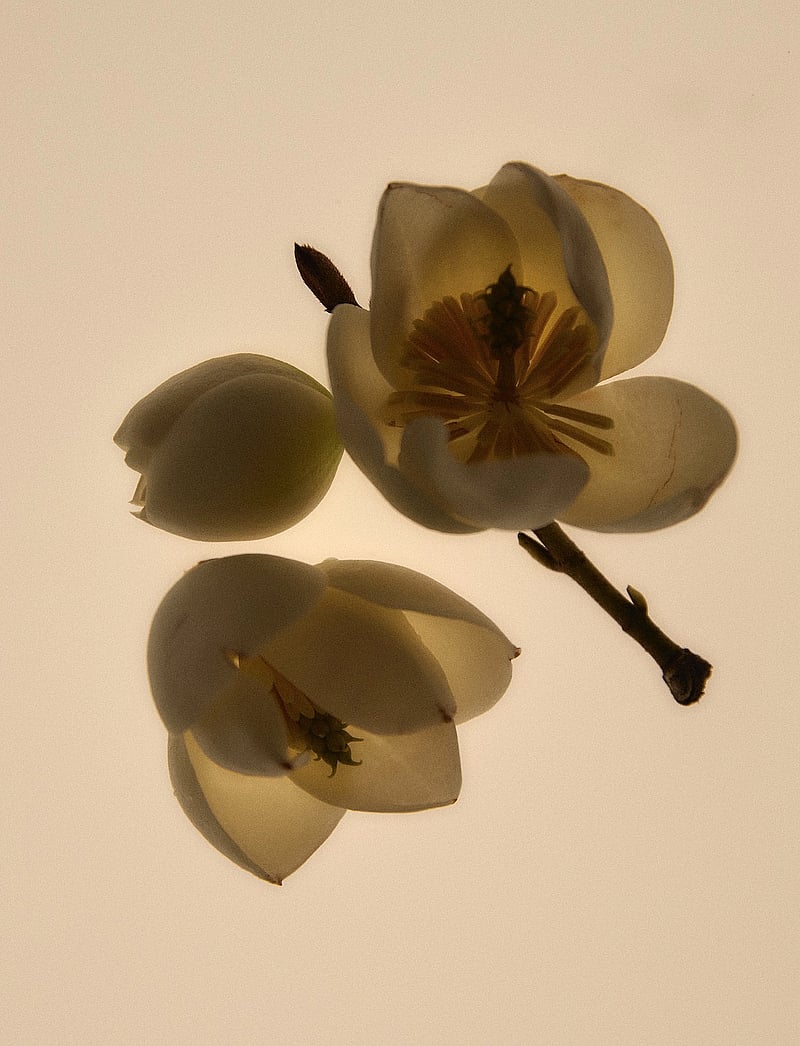 Abel - Green Cedar Eau de Parfum - till honom - clear - 0