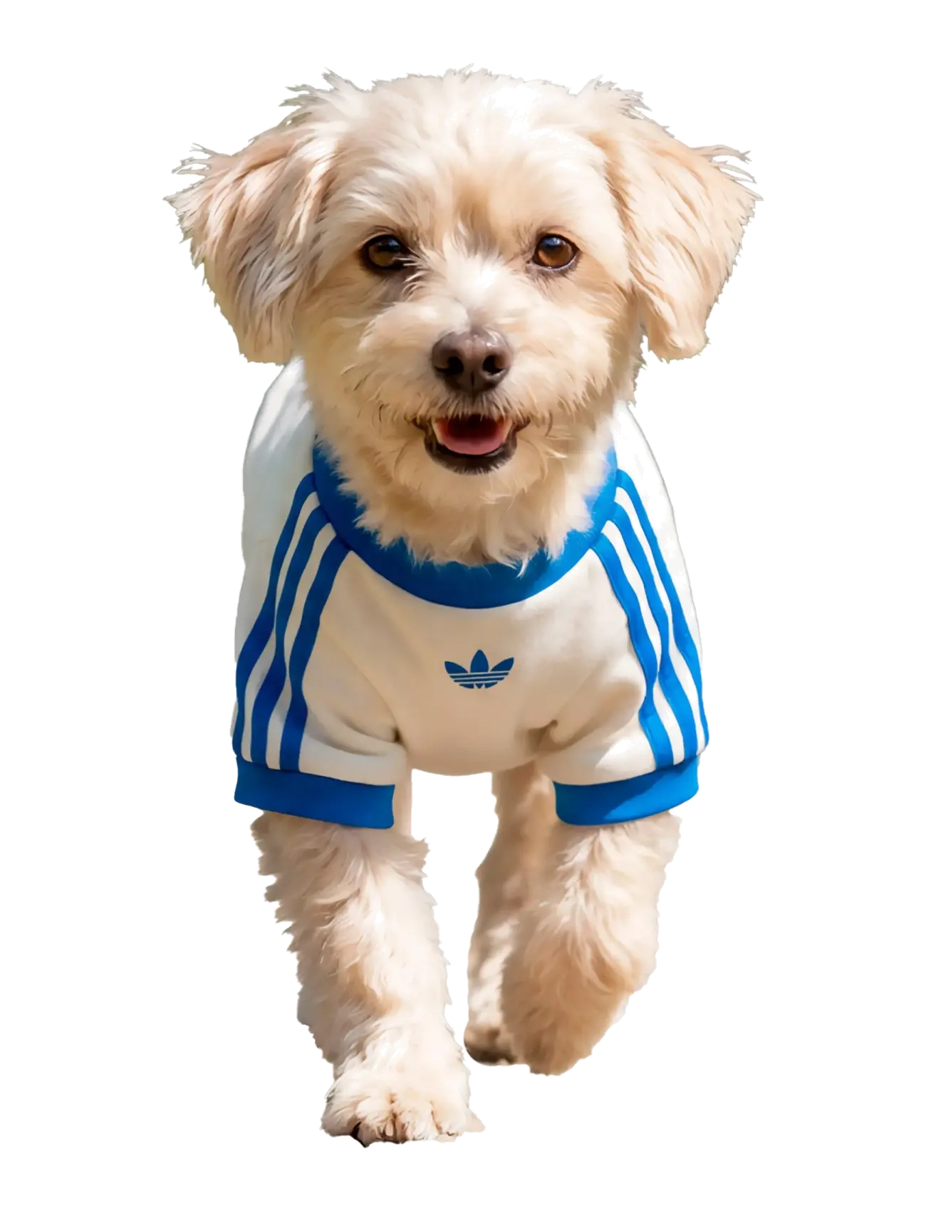 adidas Originals PET CALI TEE - Neuheiten - OWHITE/BLUBIR / cream