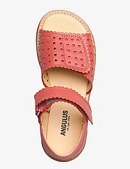 ANGULUS - Sandals - flat - open toe - clo - sommarfynd - 1591 coral - 3