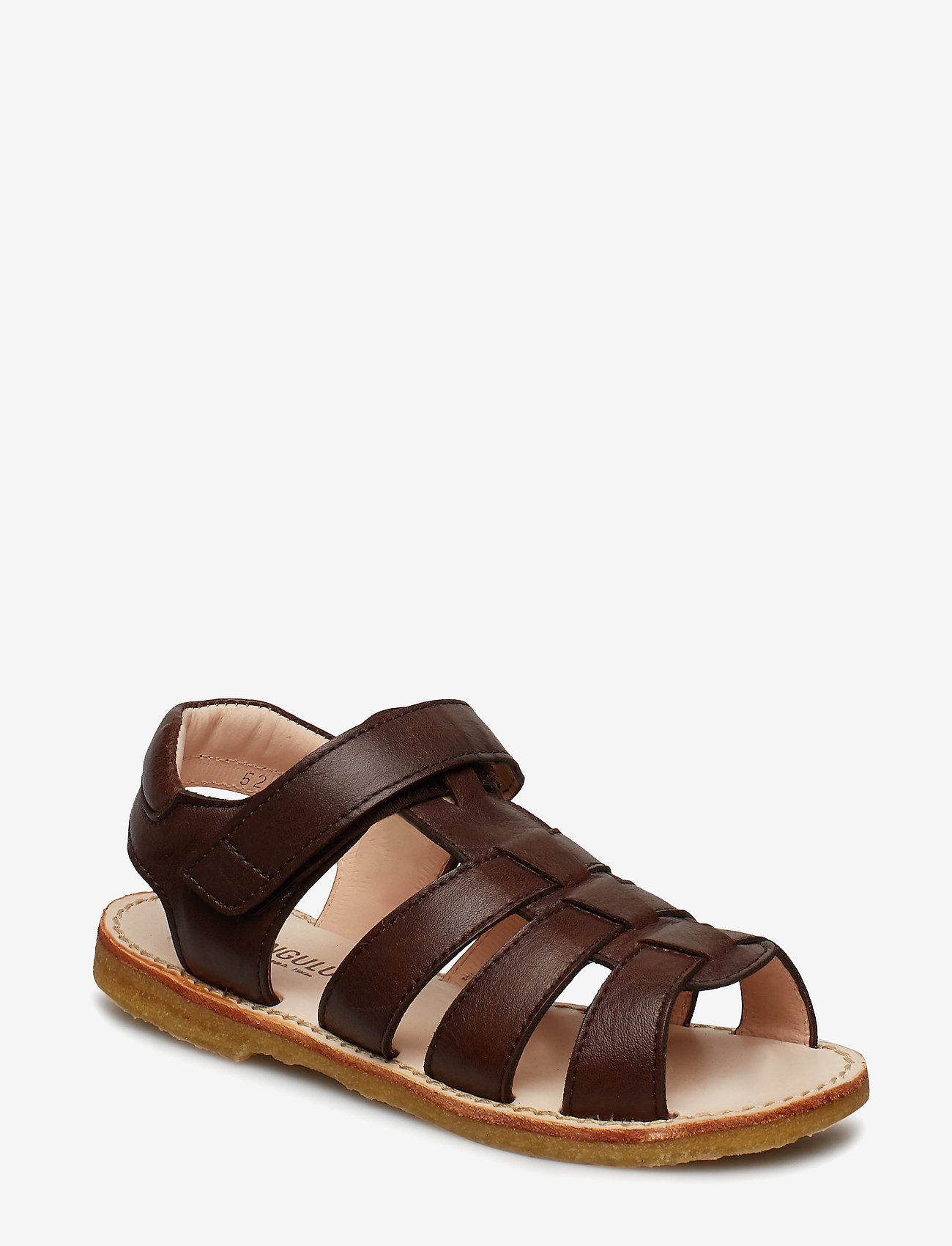 1562 ANGULUS BROWN