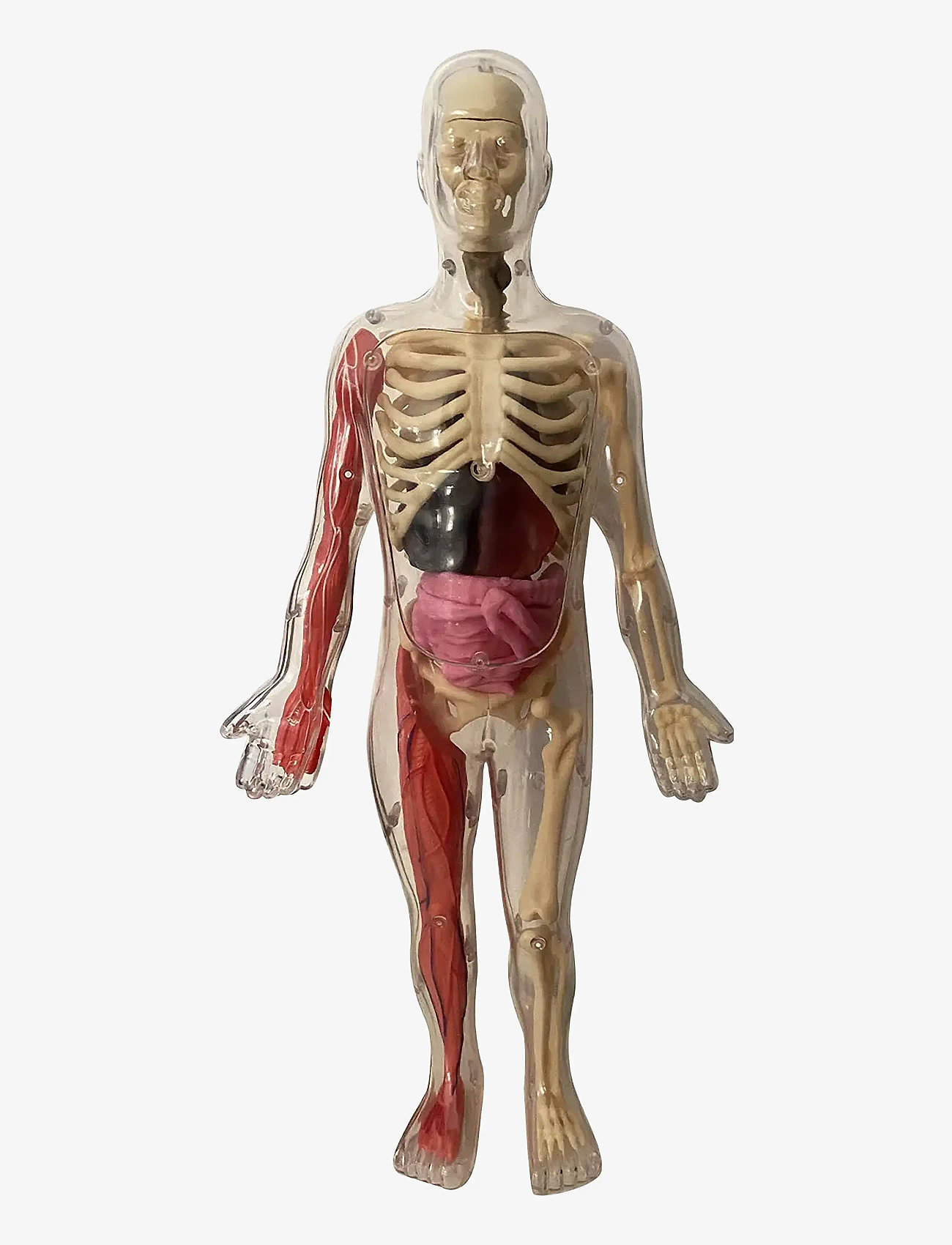 Auzou - Activity Box - Discovering the Human Body - Õpetlikud mängud - multi - 2