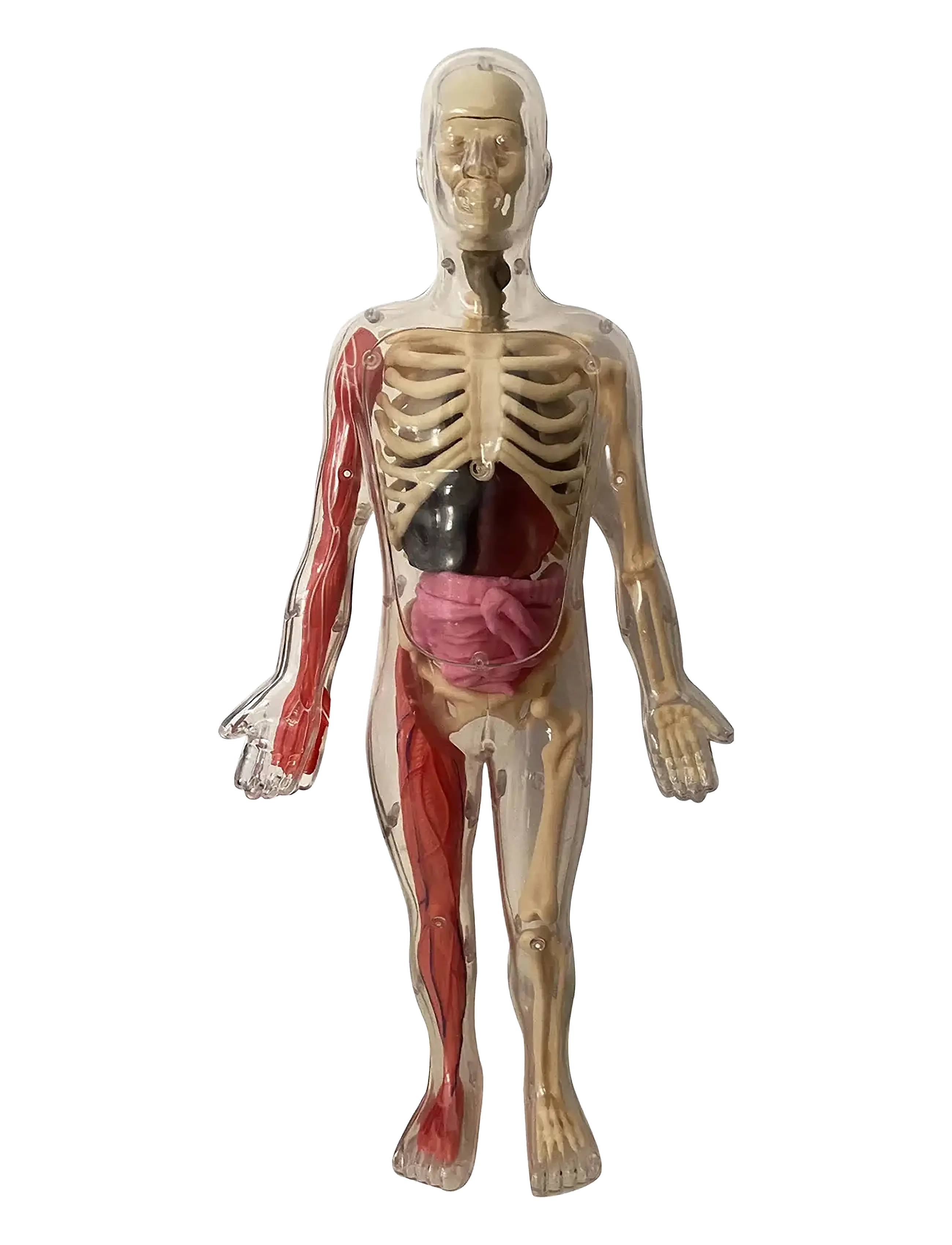 Auzou - Activity Box - Discovering the Human Body - Õpetlikud mängud - multi - 2