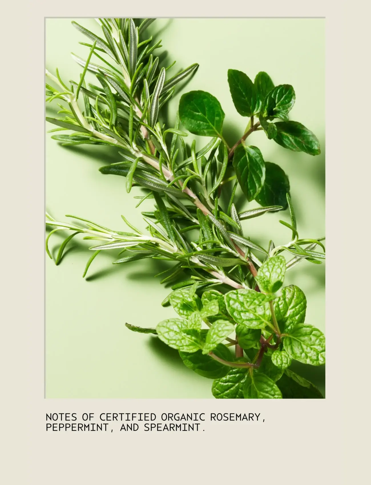 Aveda - Rosemary Mint Shampoo - Šampoon - no color - 1