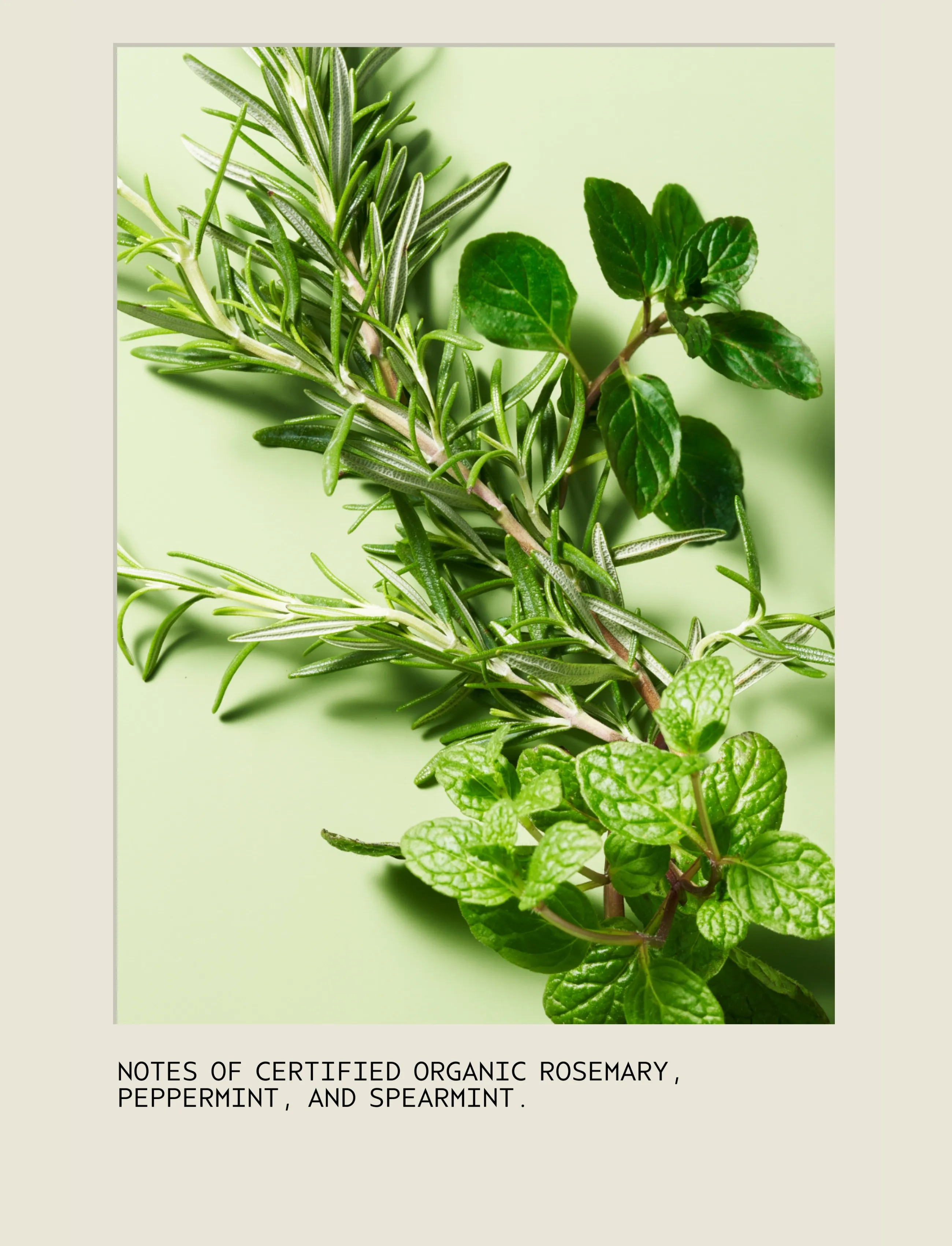 Aveda Rosemary Mint Shampoo, 1000 ml, Nude, Pleje > Shampoo, Dame