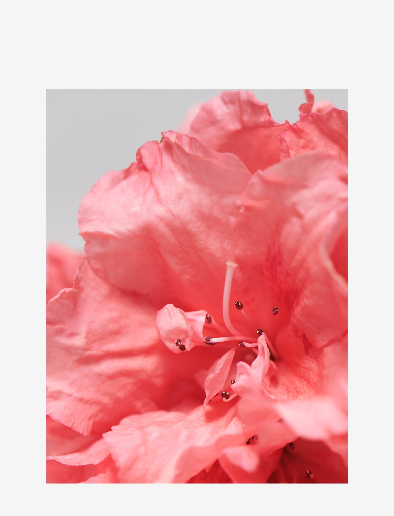 Babor - Calming Serum - serum & oljor  - no color - 3