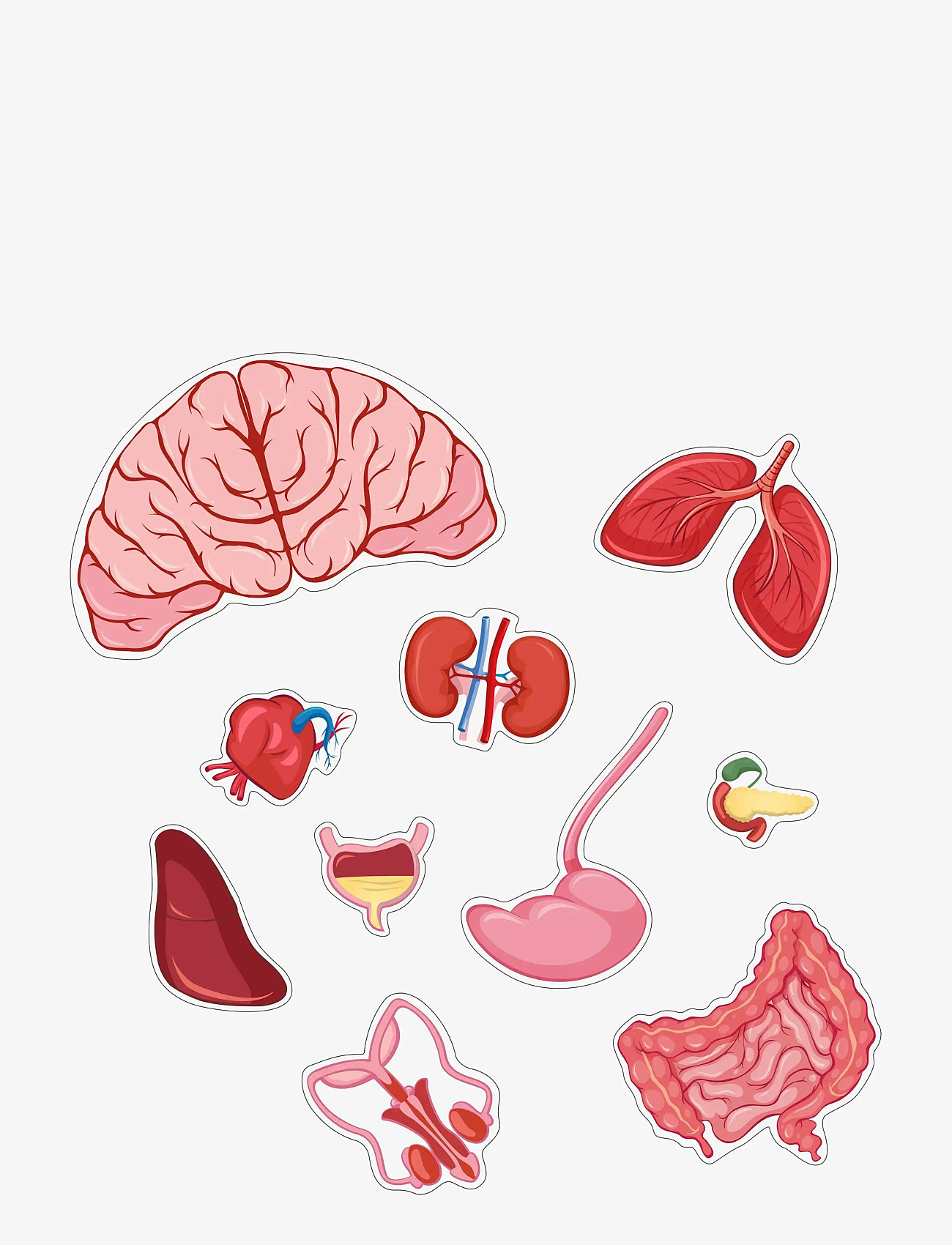 Barbo Toys - Body Puzzle - Boy - pädagogische spiele - multiple color - 3