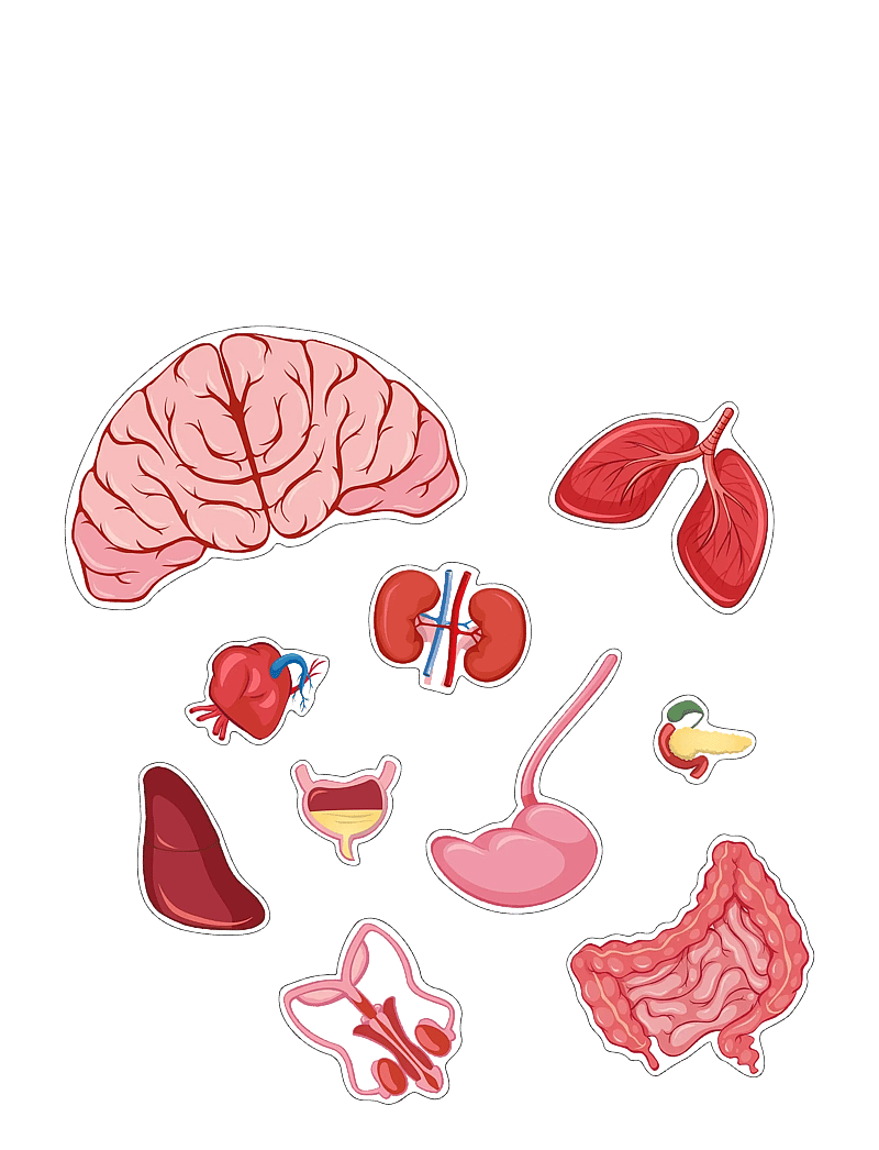 Barbo Toys - Body Puzzle - Boy - pädagogische spiele - multiple color - 3