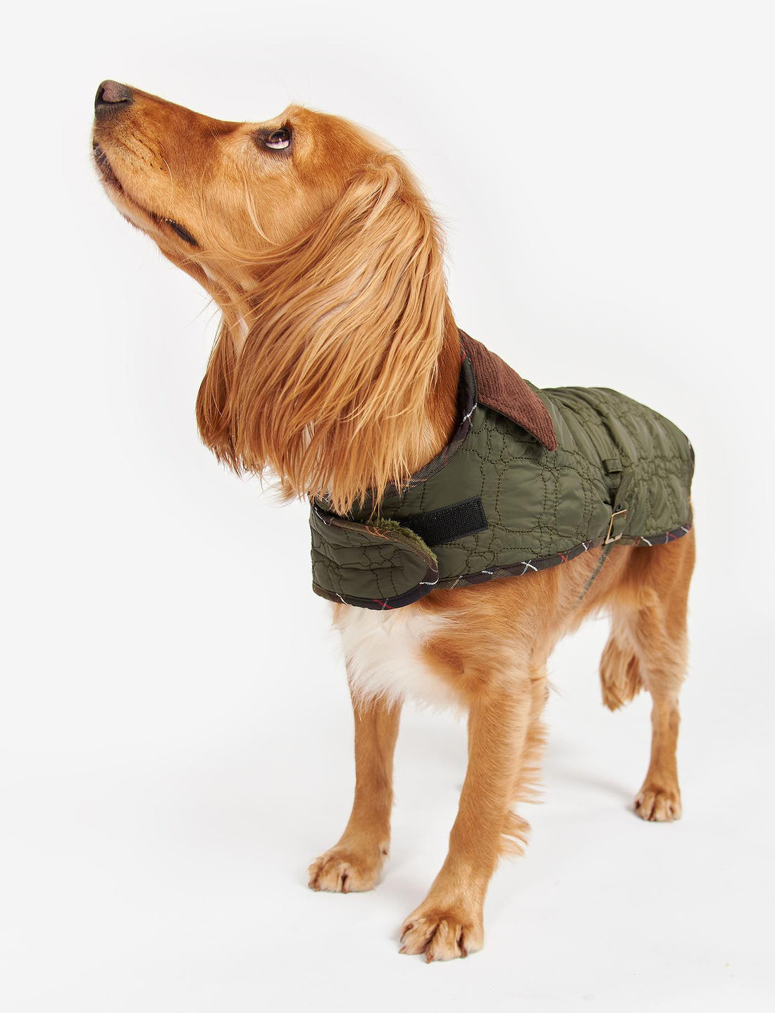 Barbour land discount rover dog coat