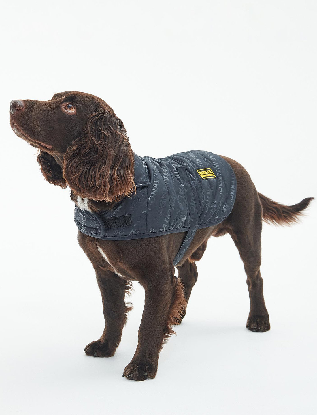 B and shop m dog coats