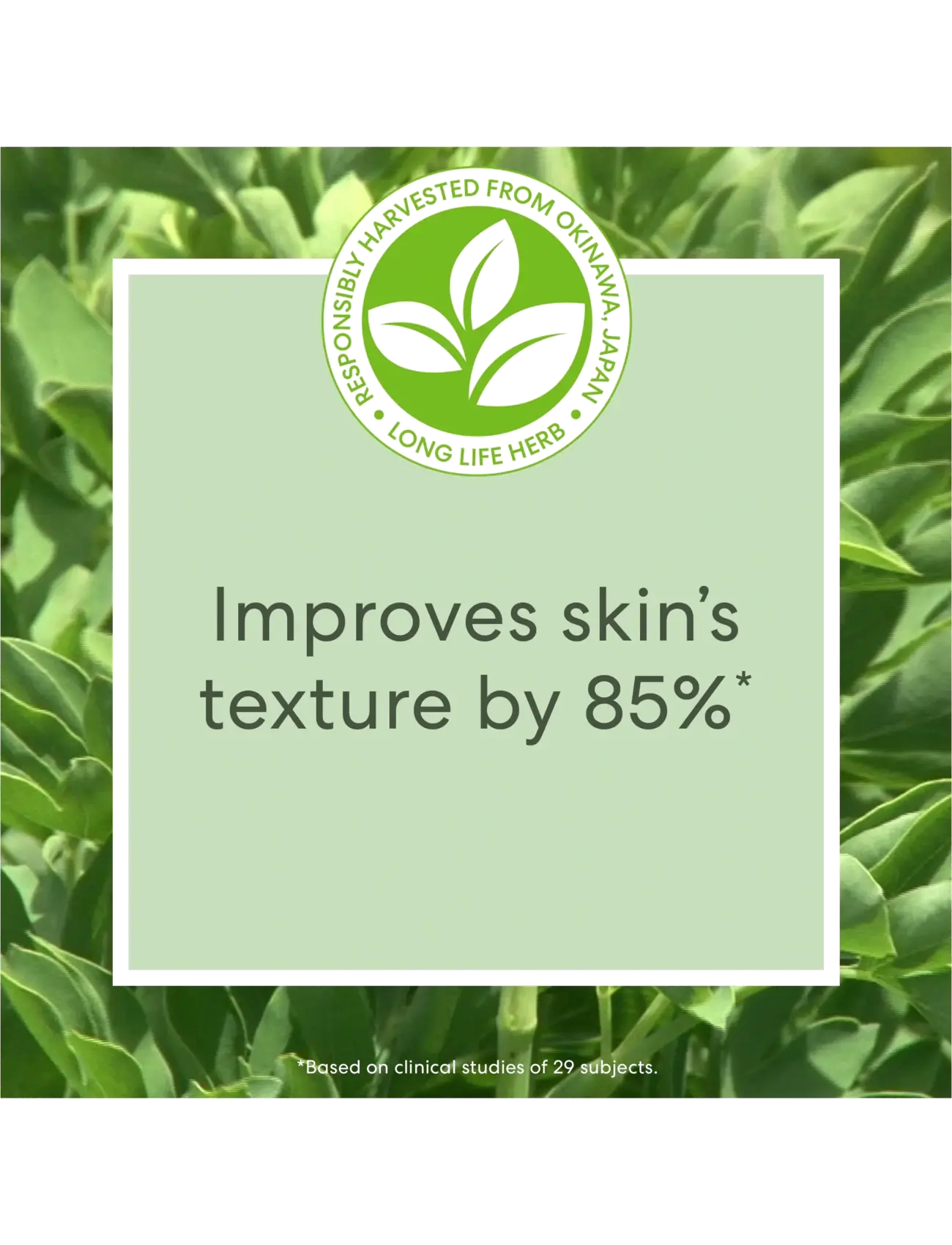 bareMinerals - Skinlongevity Skinlongevity long life herb night treatment - no colour - 3