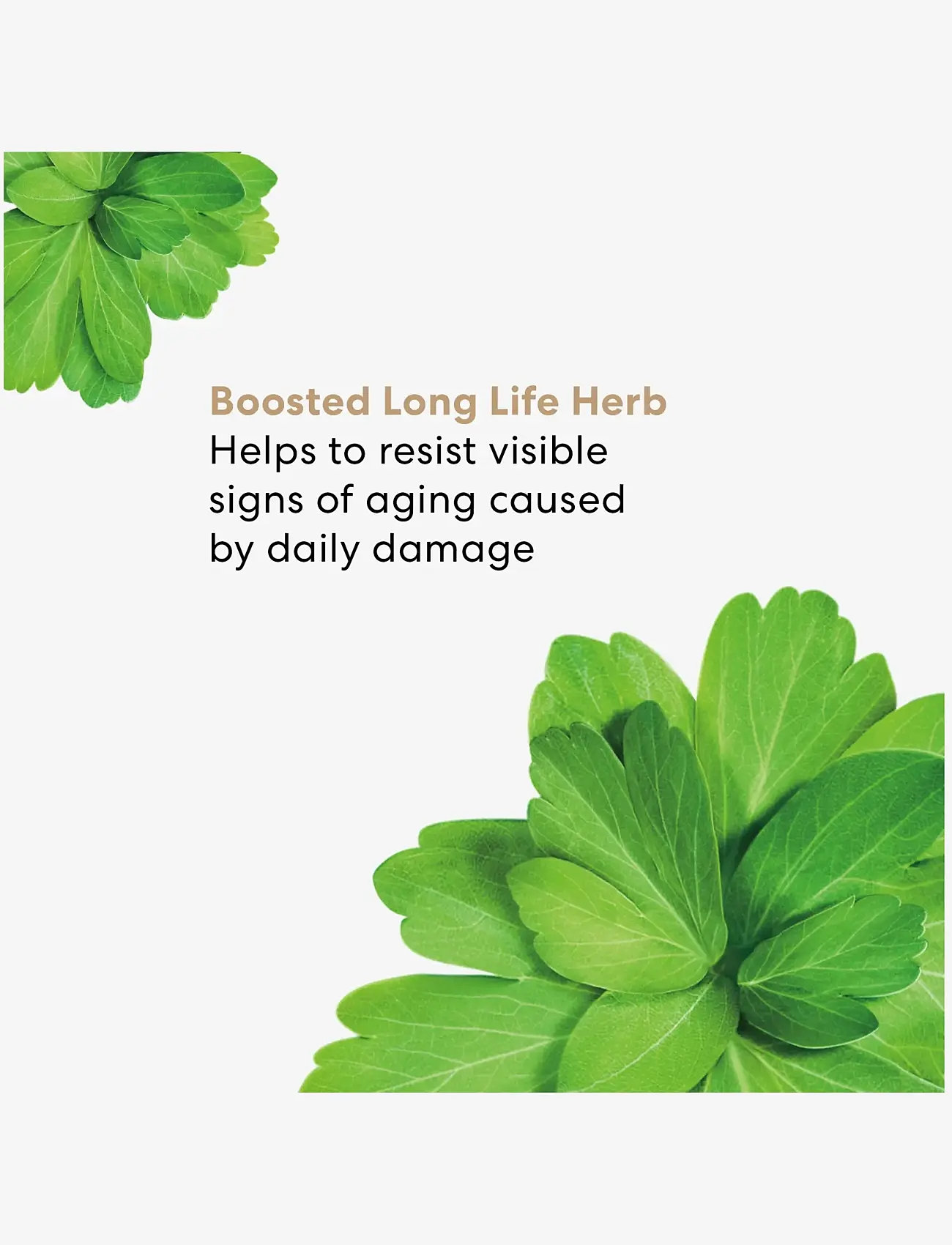 bareMinerals - Skinlongevity Skinlongevity long life herb night treatment - no colour - 4