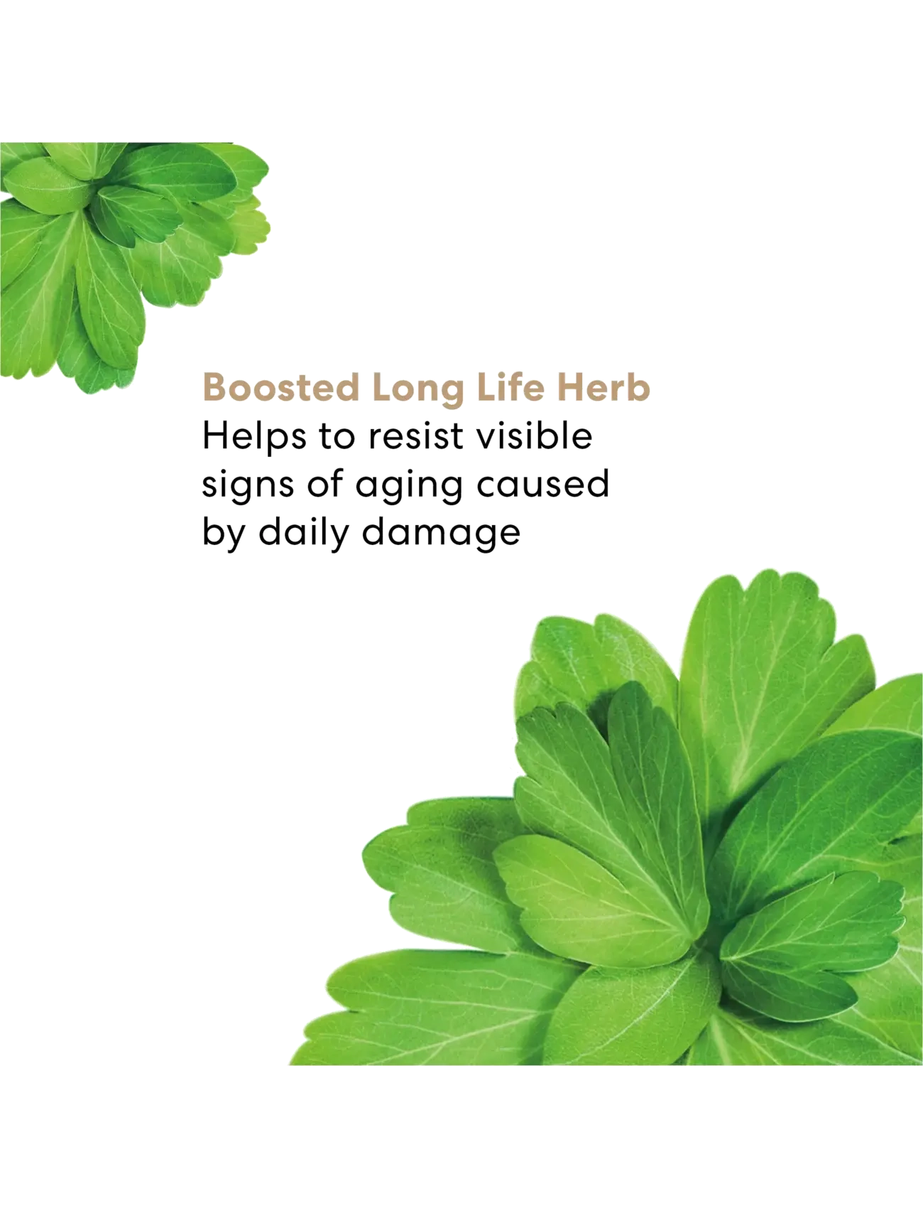bareMinerals - Skinlongevity Skinlongevity long life herb night treatment - no colour - 4