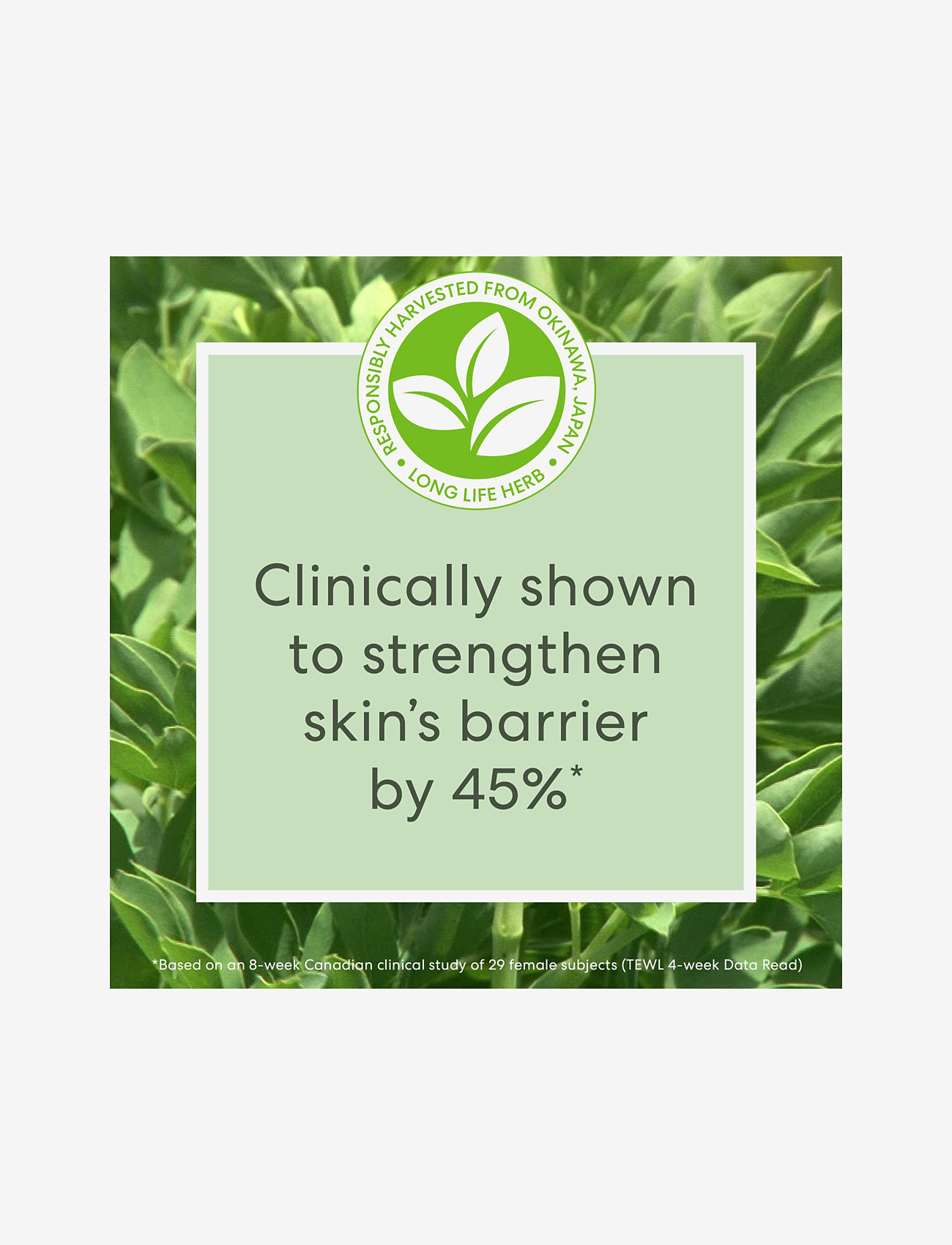 bareMinerals - Skinlongevity Skinlongevity long life herb serum 50 ML - serum - no colour - 3