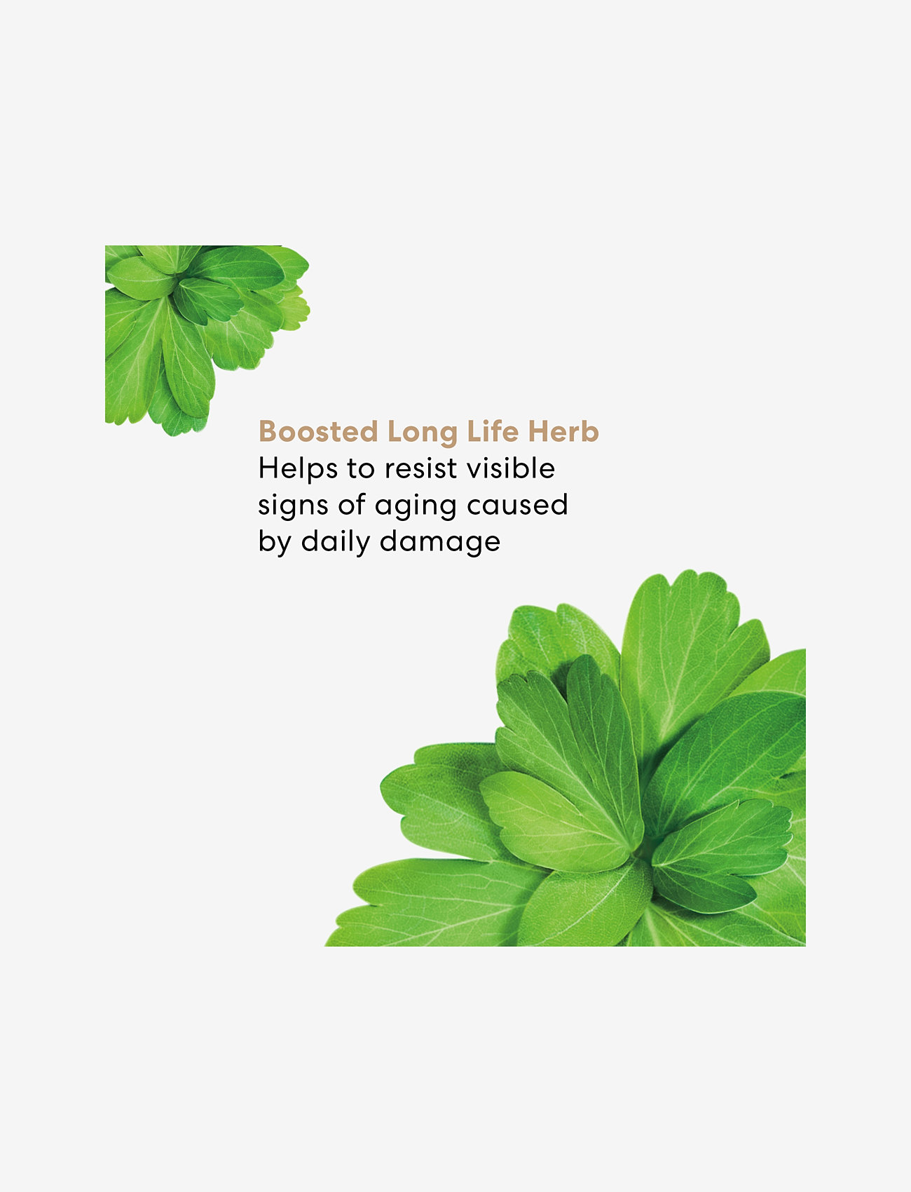 bareMinerals - Skinlongevity Skinlongevity long life herb serum 50 ML - serum - no colour - 4