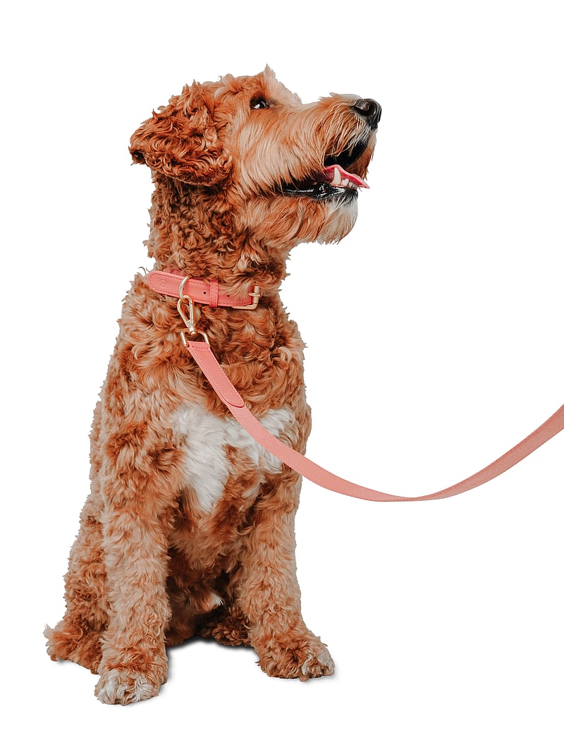 Barkalot - Konny Leash - dusty pink - 5