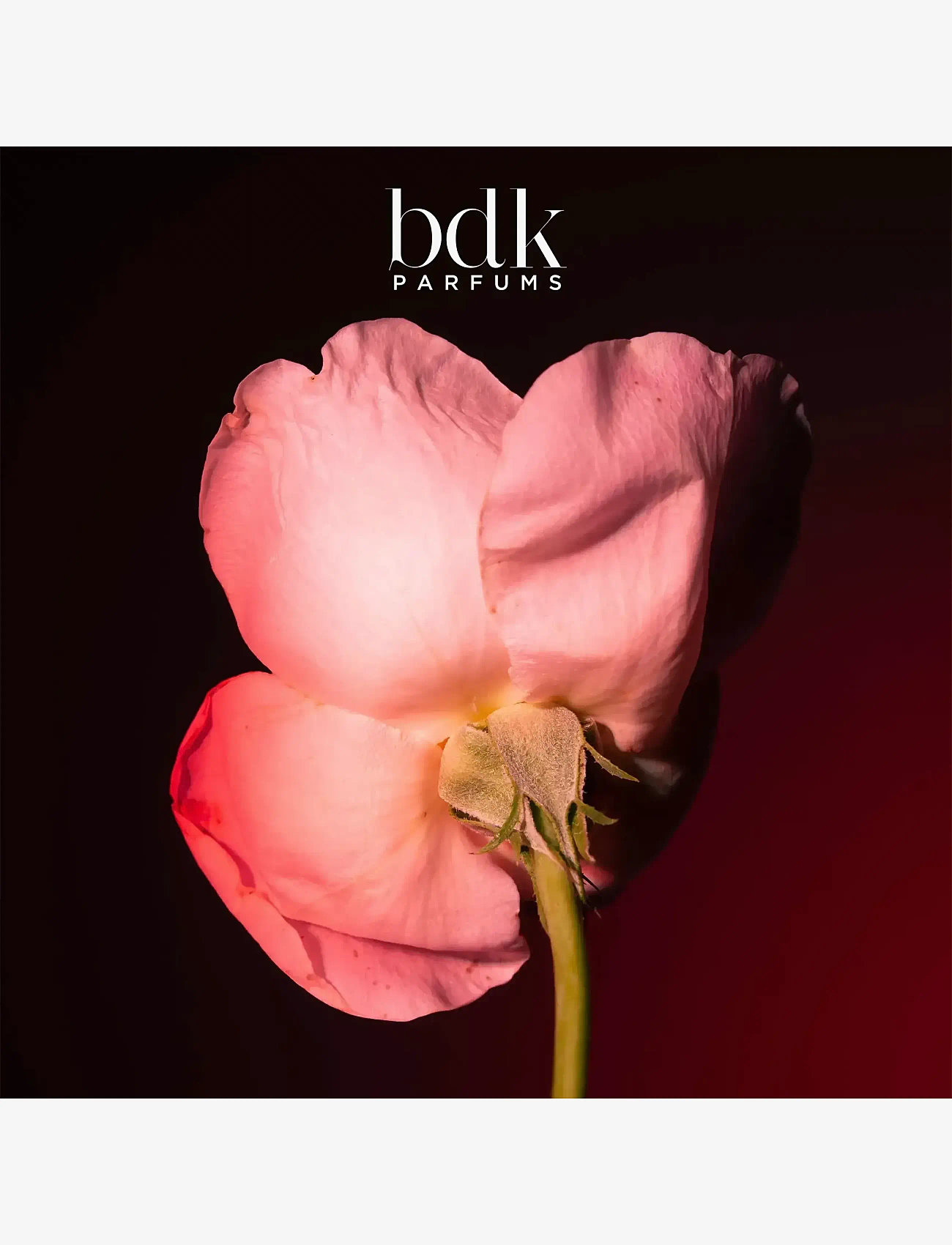 BDK Parfums - Tabac Rose - edp 100 ml - til ham  - clear - 5