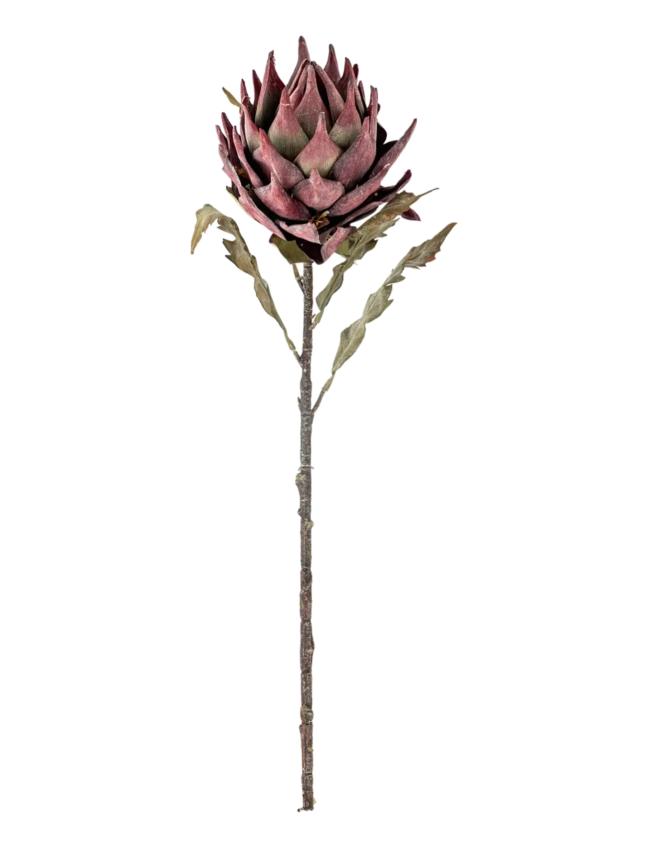 Bloomingville Protea Stem, Dried & Fake Flowers, Pink, Str: H76CM