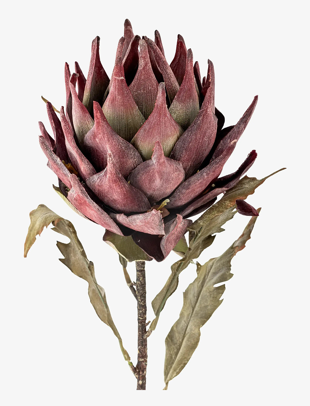 Bloomingville - Protea Stem - valentinstaggeschenke - purple - 1