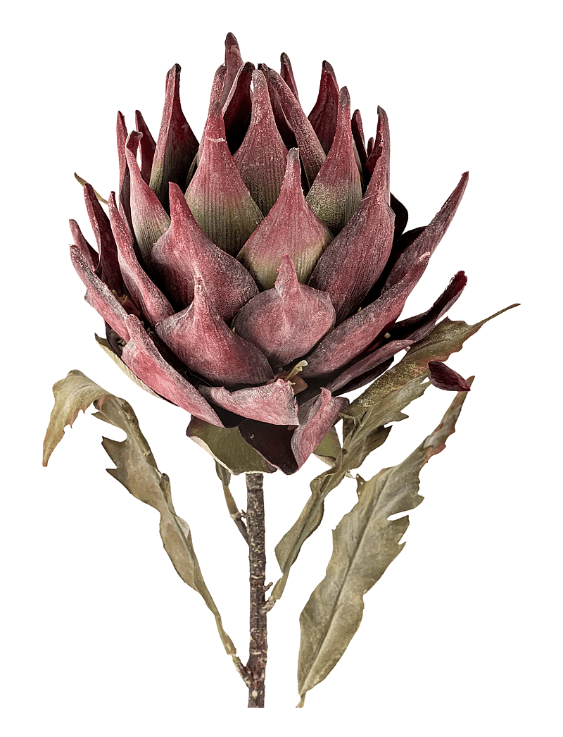 Bloomingville - Protea Stem - valentinstaggeschenke - purple - 1