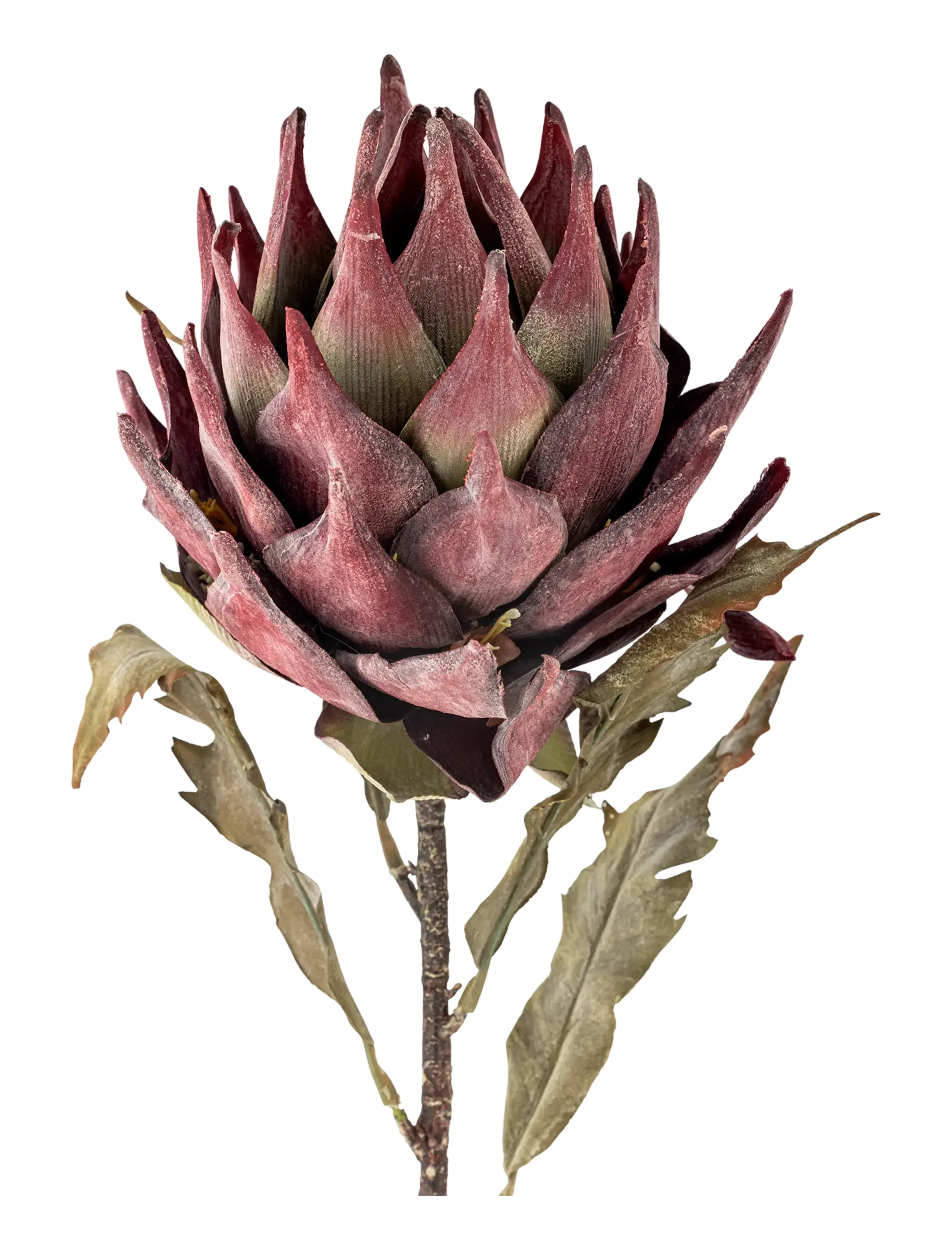 Bloomingville - Protea Stem - valentínusargjafir - purple - 2