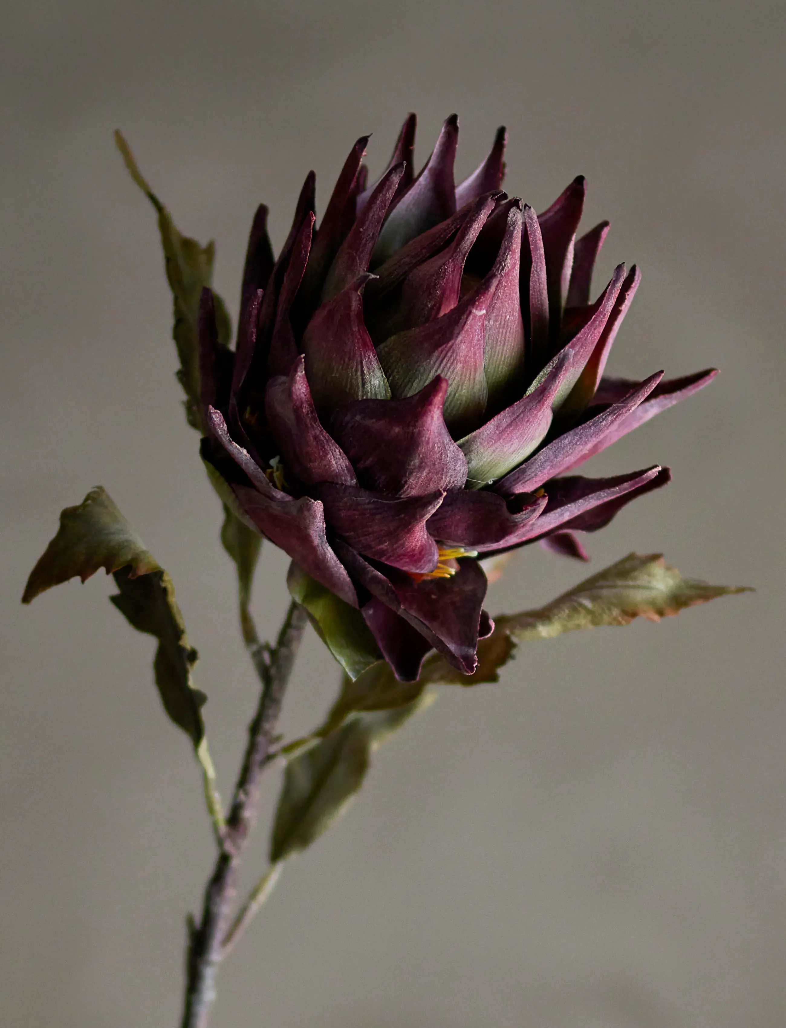 Bloomingville Protea Stem, H76 cm, Decoration, Rosa - Dried & Fake Flowers, Homeware