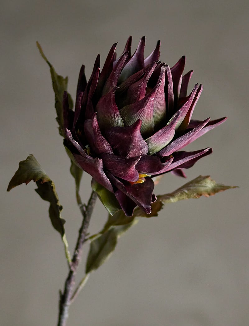 Bloomingville - Protea Stem - valentinstaggeschenke - purple - 2