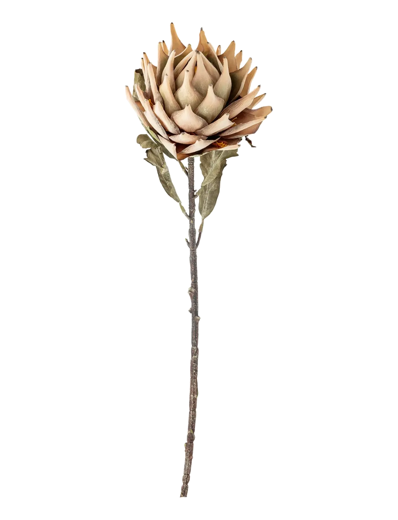Bloomingville Protea Stem, Dried & Fake Flowers, Beige, Str: H76CM