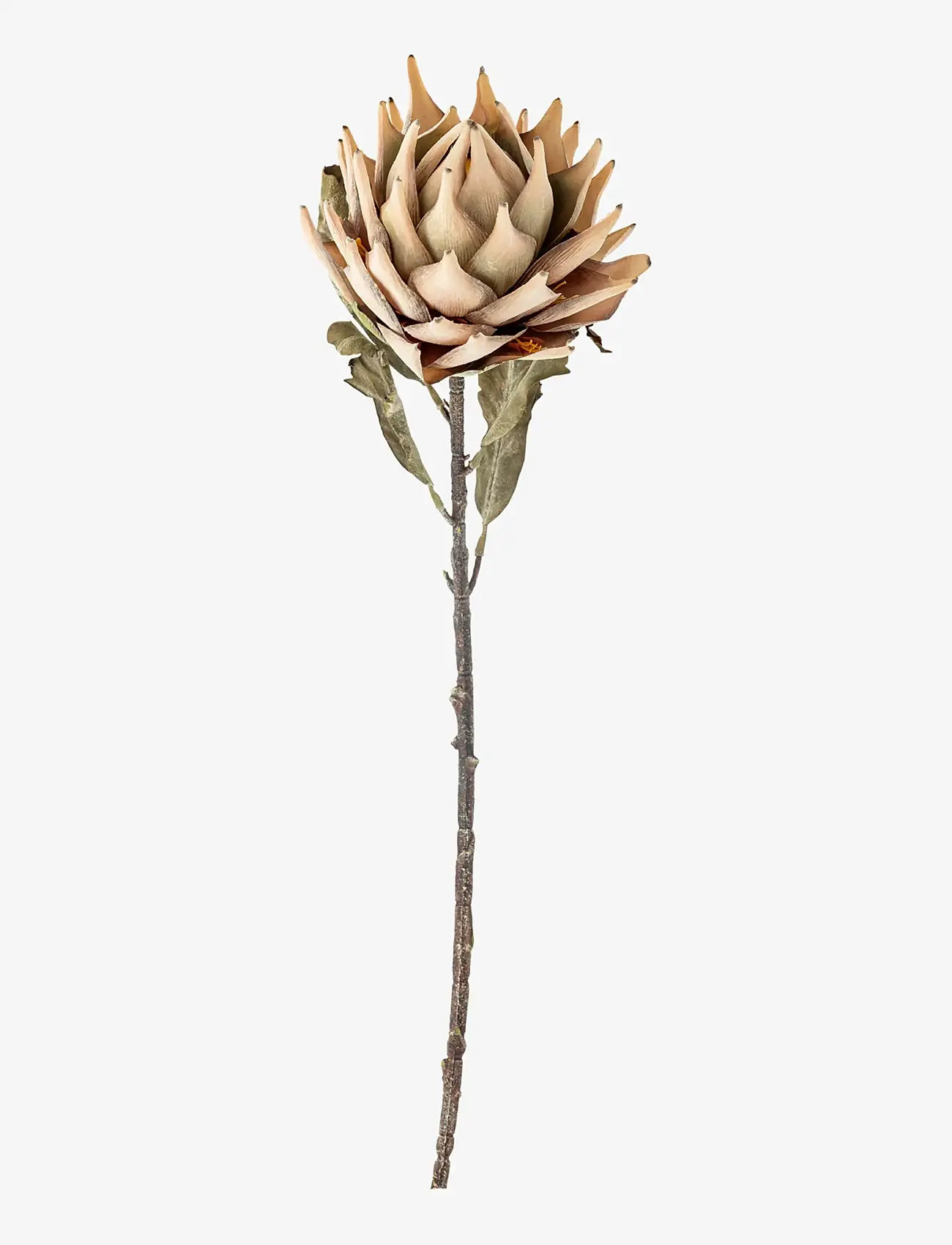 Bloomingville - Protea Stem - valentinsgaver - nature - 0