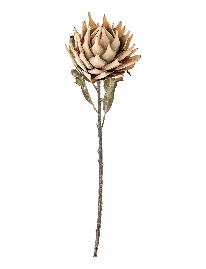 Bloomingville - Protea Stem - sõbrapäeva kingitused - nature - 1