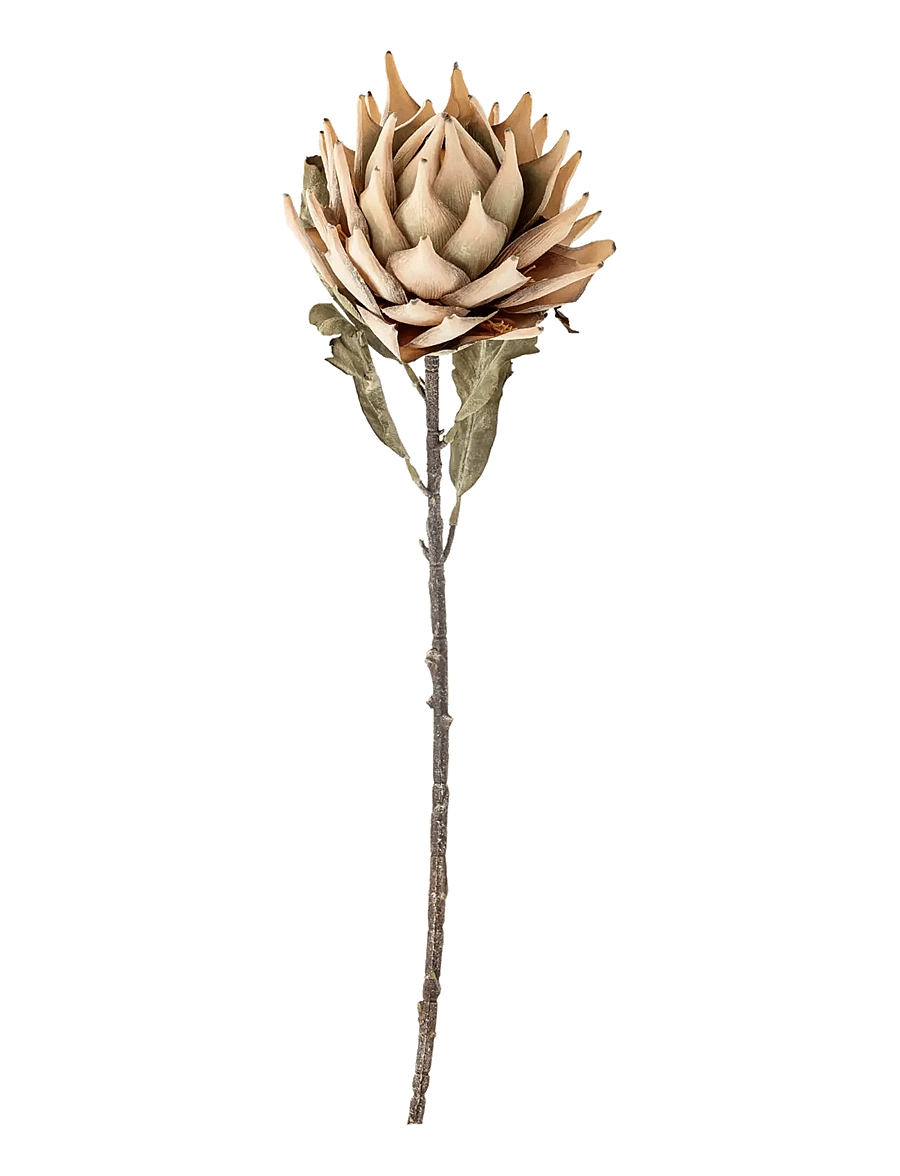 Bloomingville - Protea Stem - valentinstaggeschenke - nature - 1