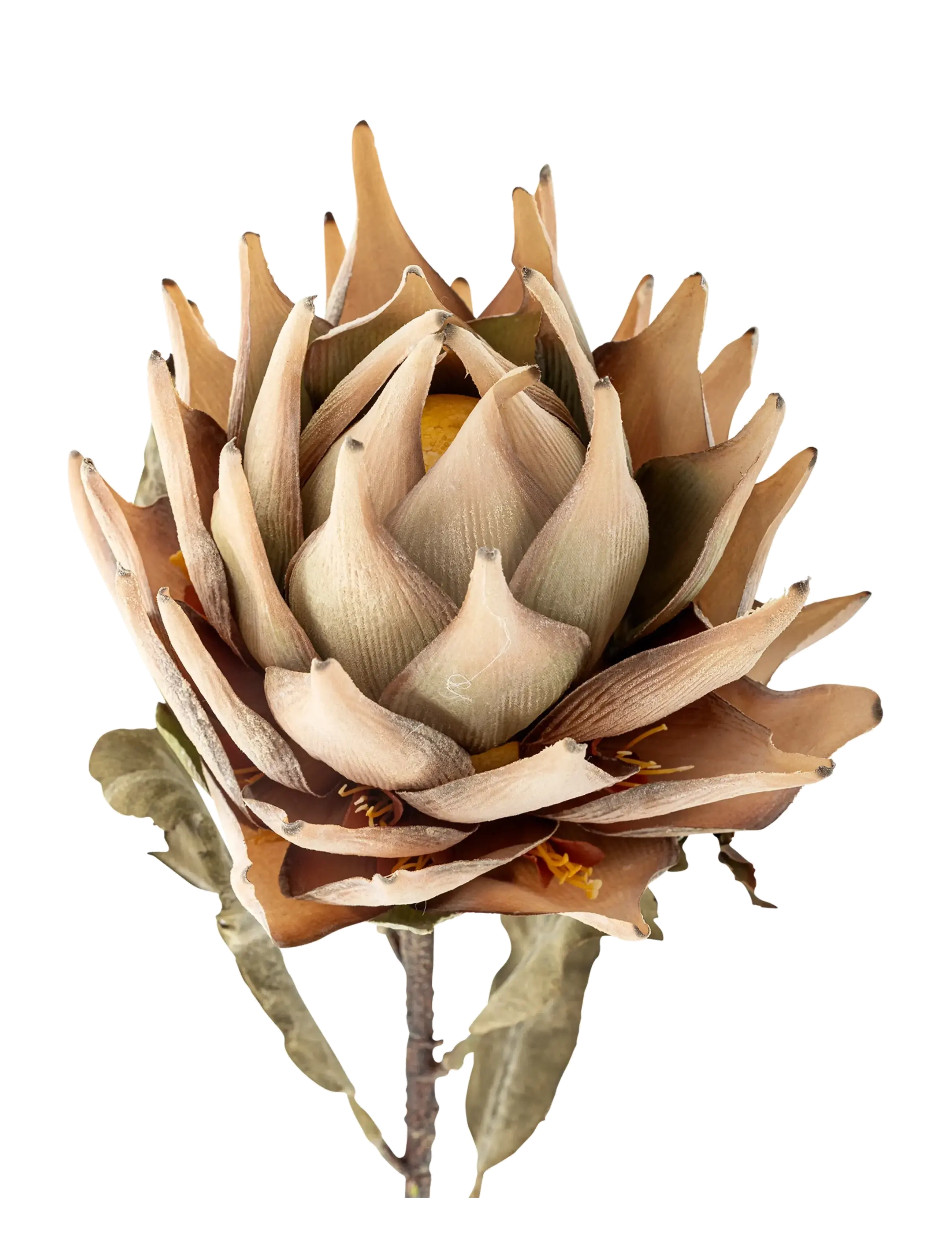 Bloomingville - Protea Stem - valentinsgaver - nature - 2