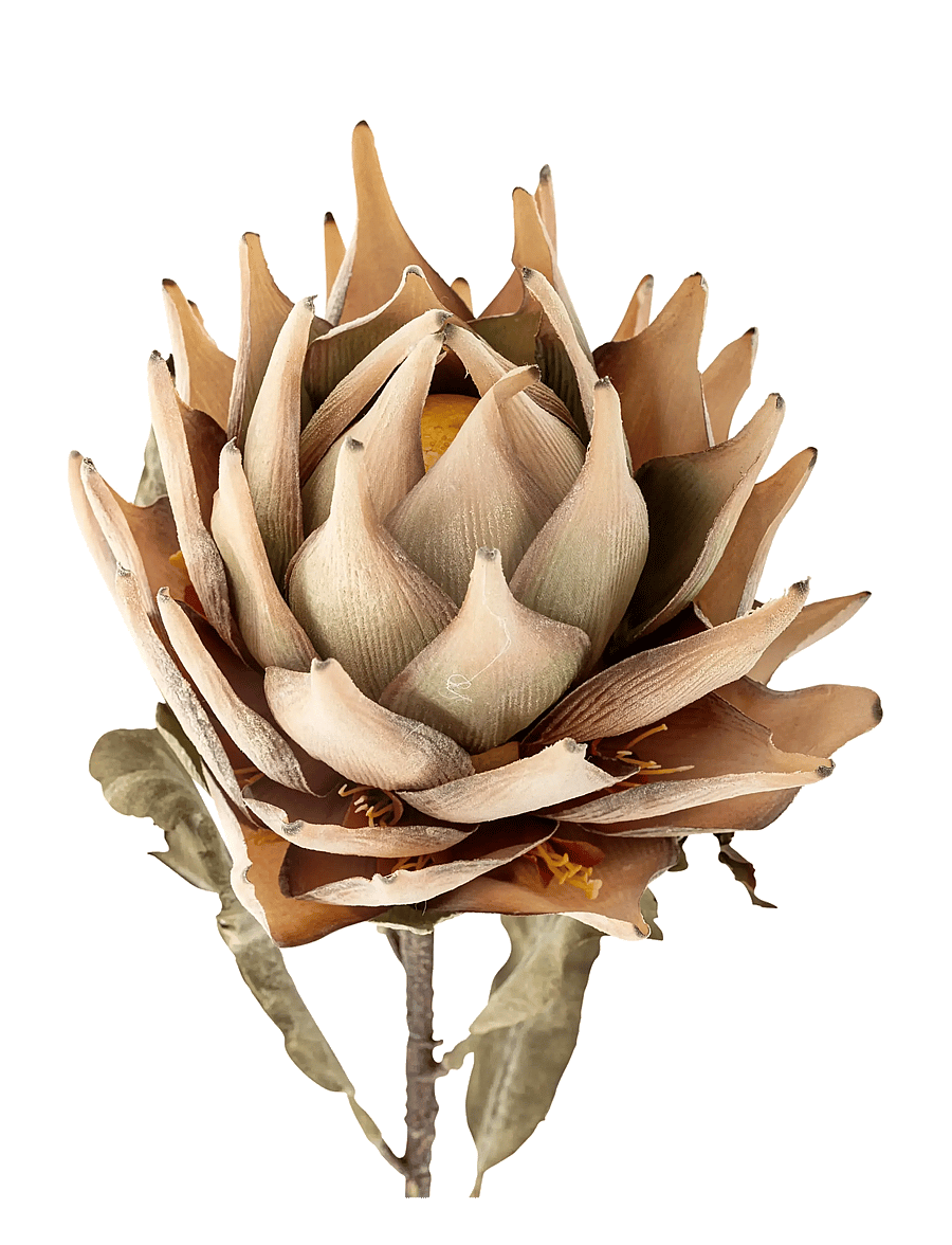 Bloomingville - Protea Stem - valentinstaggeschenke - nature - 2