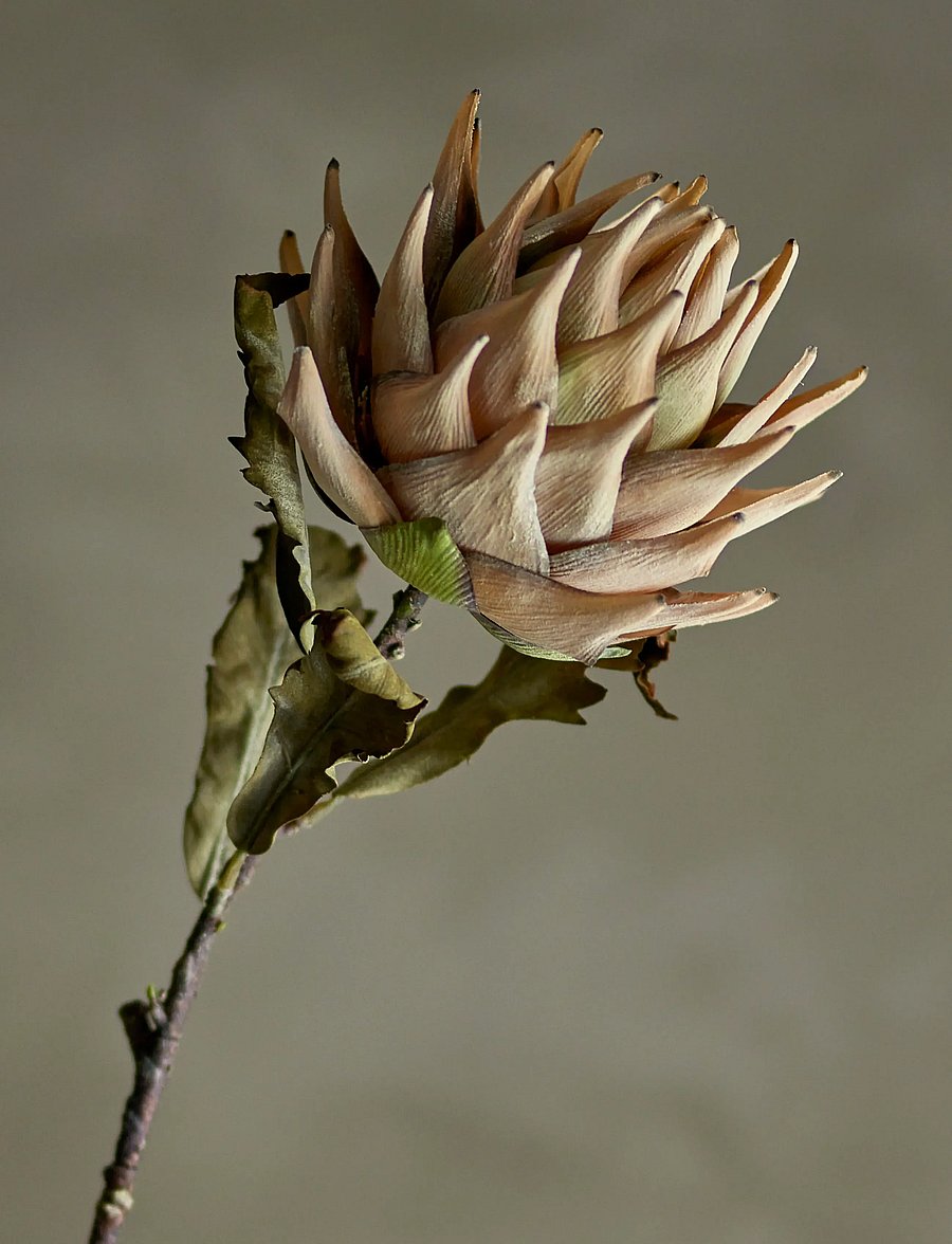 Bloomingville - Protea Stem - valentinstaggeschenke - nature - 4