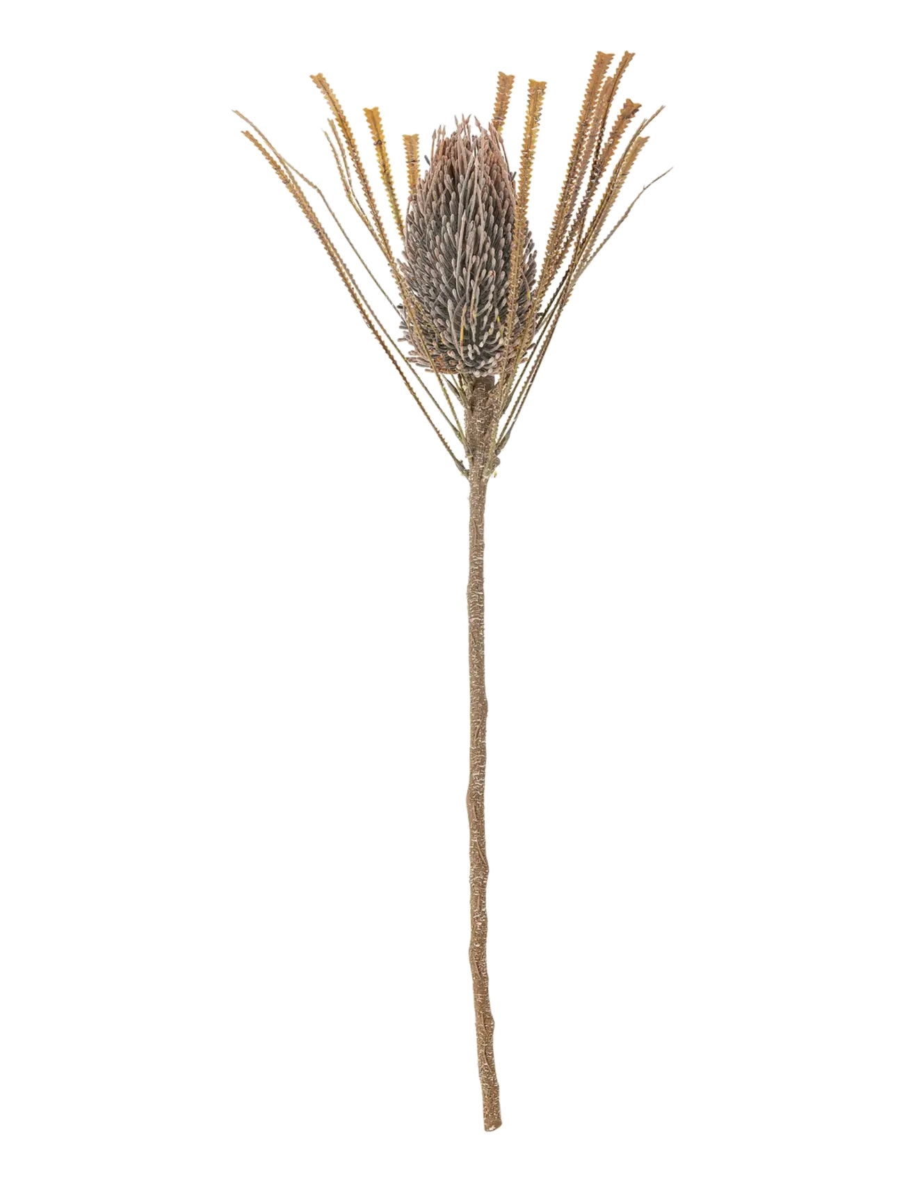 Bloomingville Palmflower Stem, Dried & Fake Flowers, Brun, Str: H72CM
