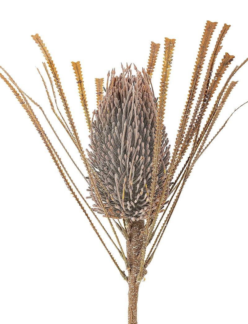 Bloomingville - Palmflower Stem - valentinstaggeschenke - brown - 5