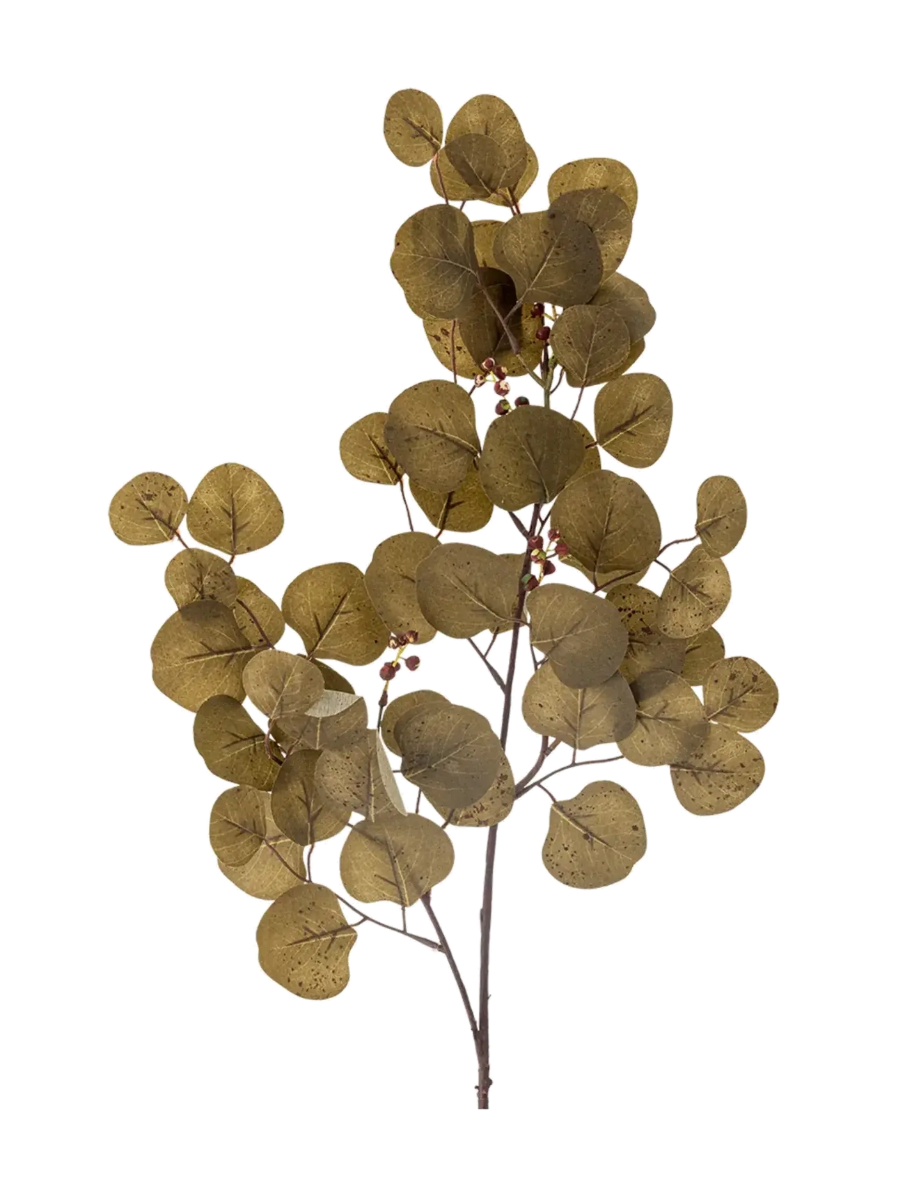 Bloomingville Eucalyptus Stem - Last chance - BROWN / khaki/green