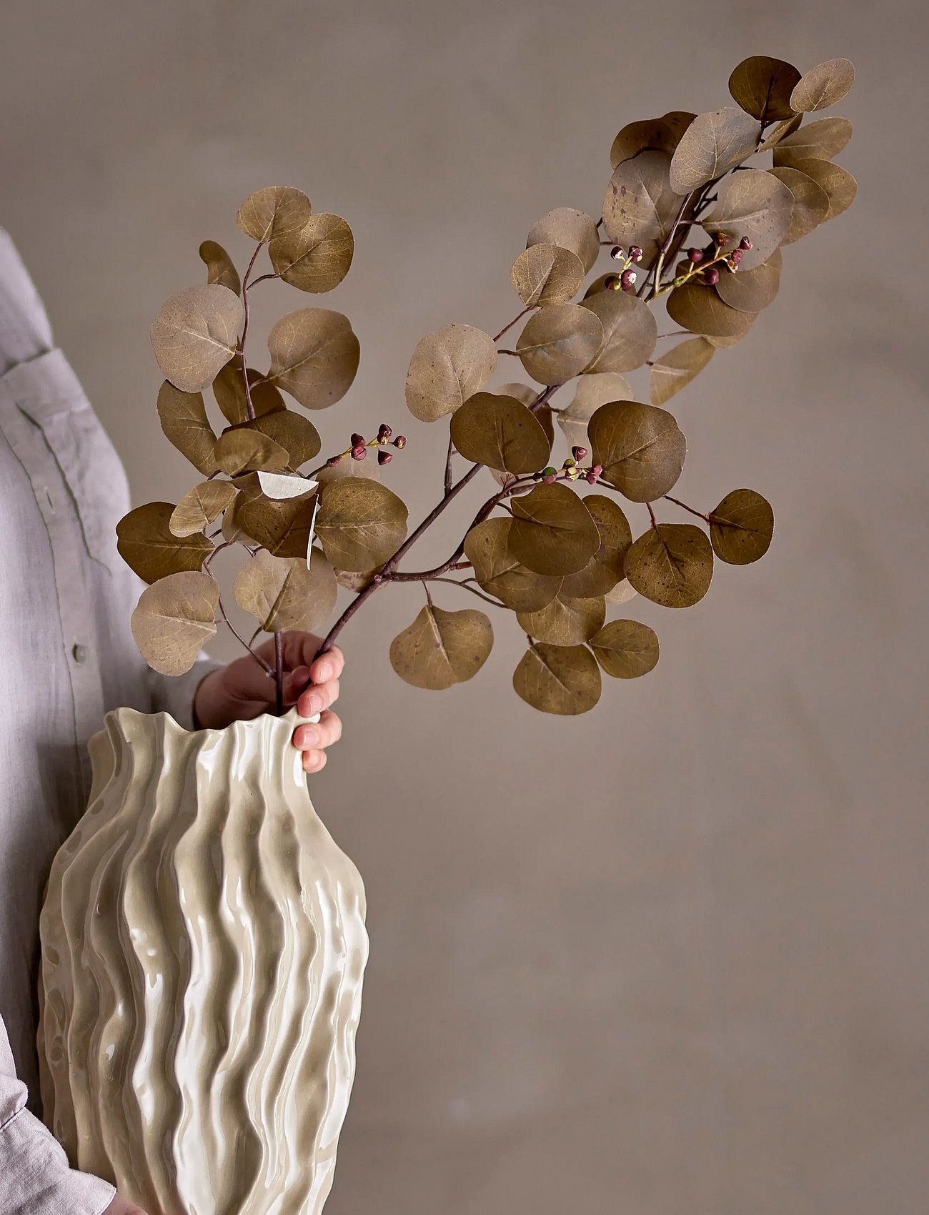 Eucalyptus Stem
