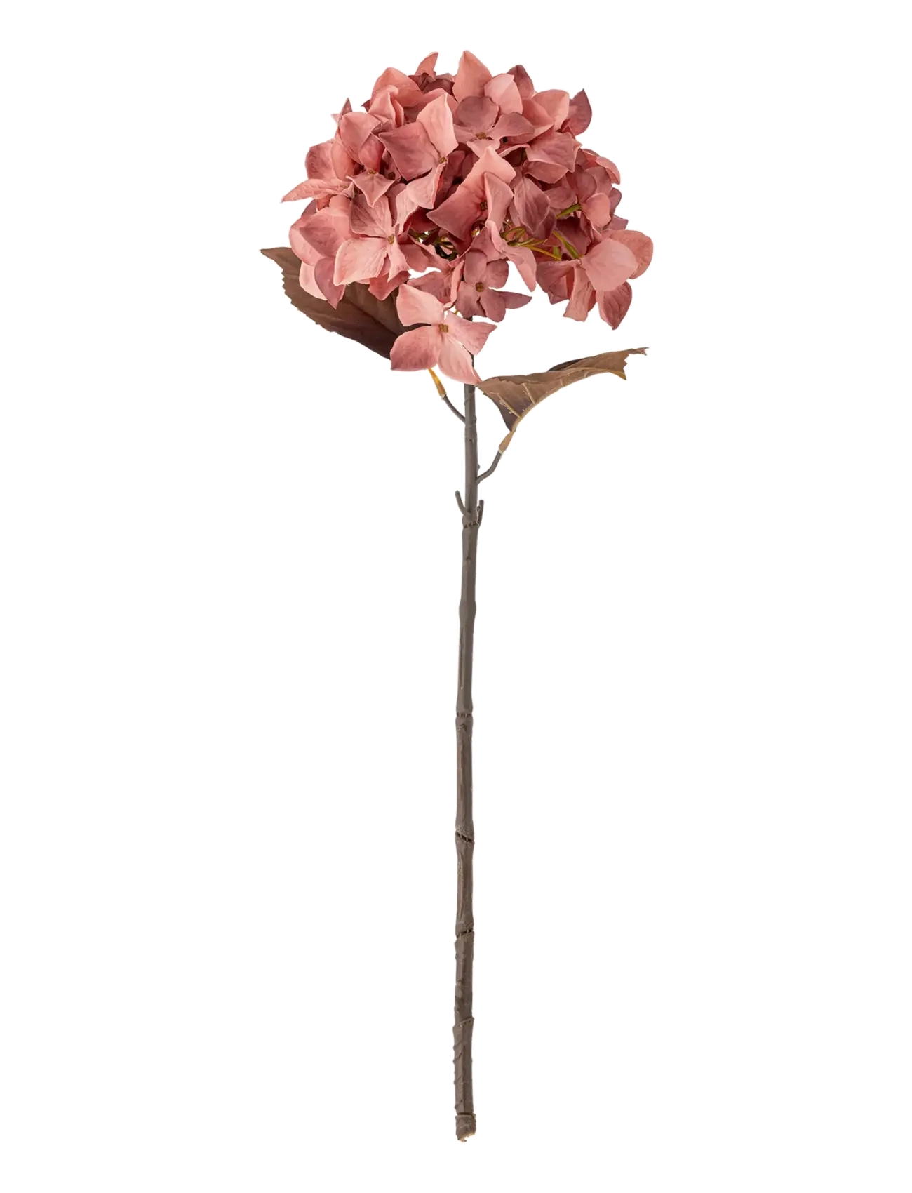 BLOOMINGVILLE Hydrangea Stem Rot - H65CM - Unisex