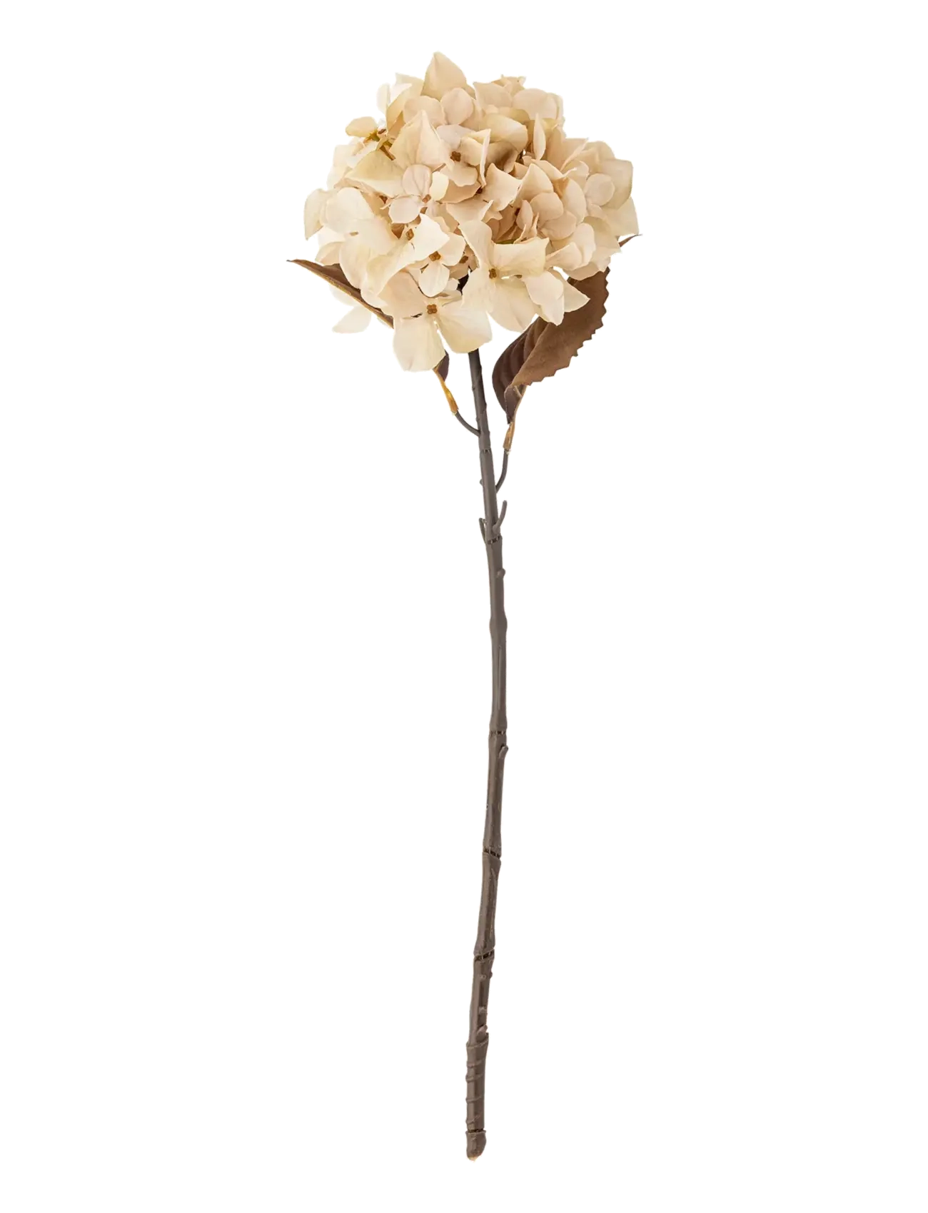 BLOOMINGVILLE Hydrangea Stem Cream - H65CM - Unisex