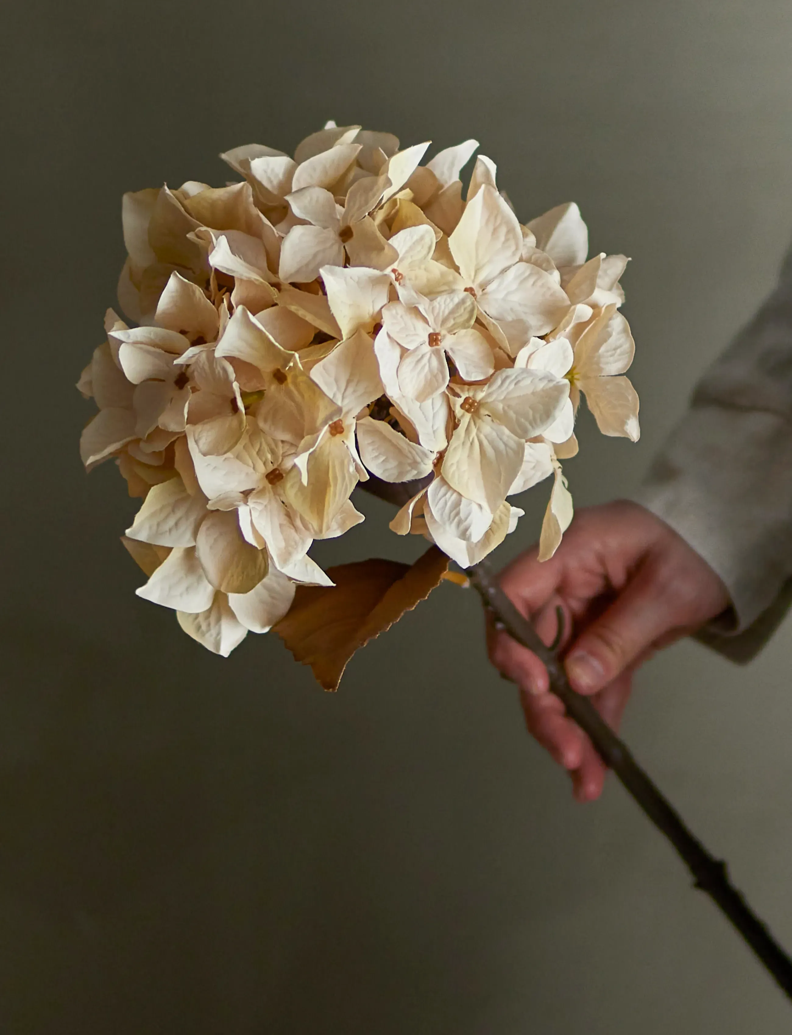 Bloomingville Hydrangea Stem, H65 cm, Cream, Decoration > Dried & Fake Flowers, Unisex