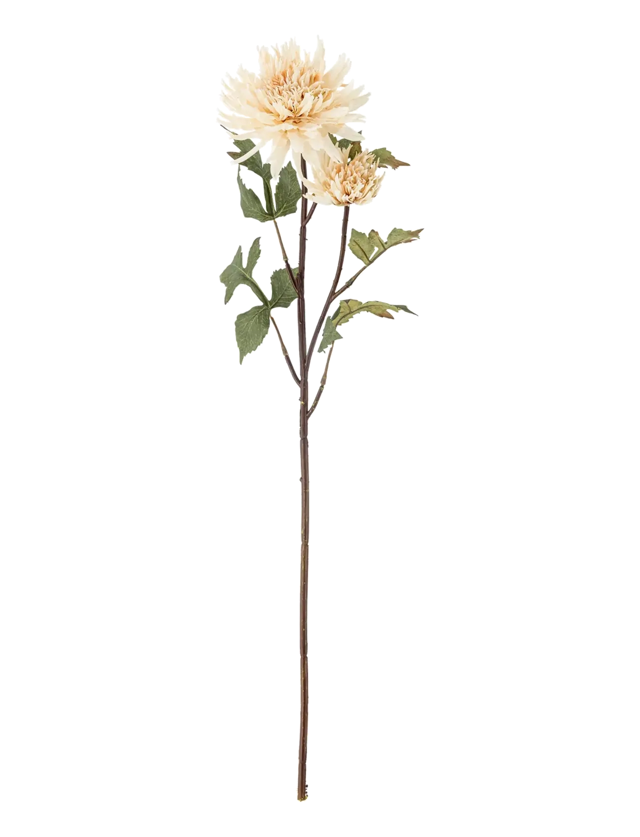 BLOOMINGVILLE Chrysantemum Stem Cream - H80CM - Unisex