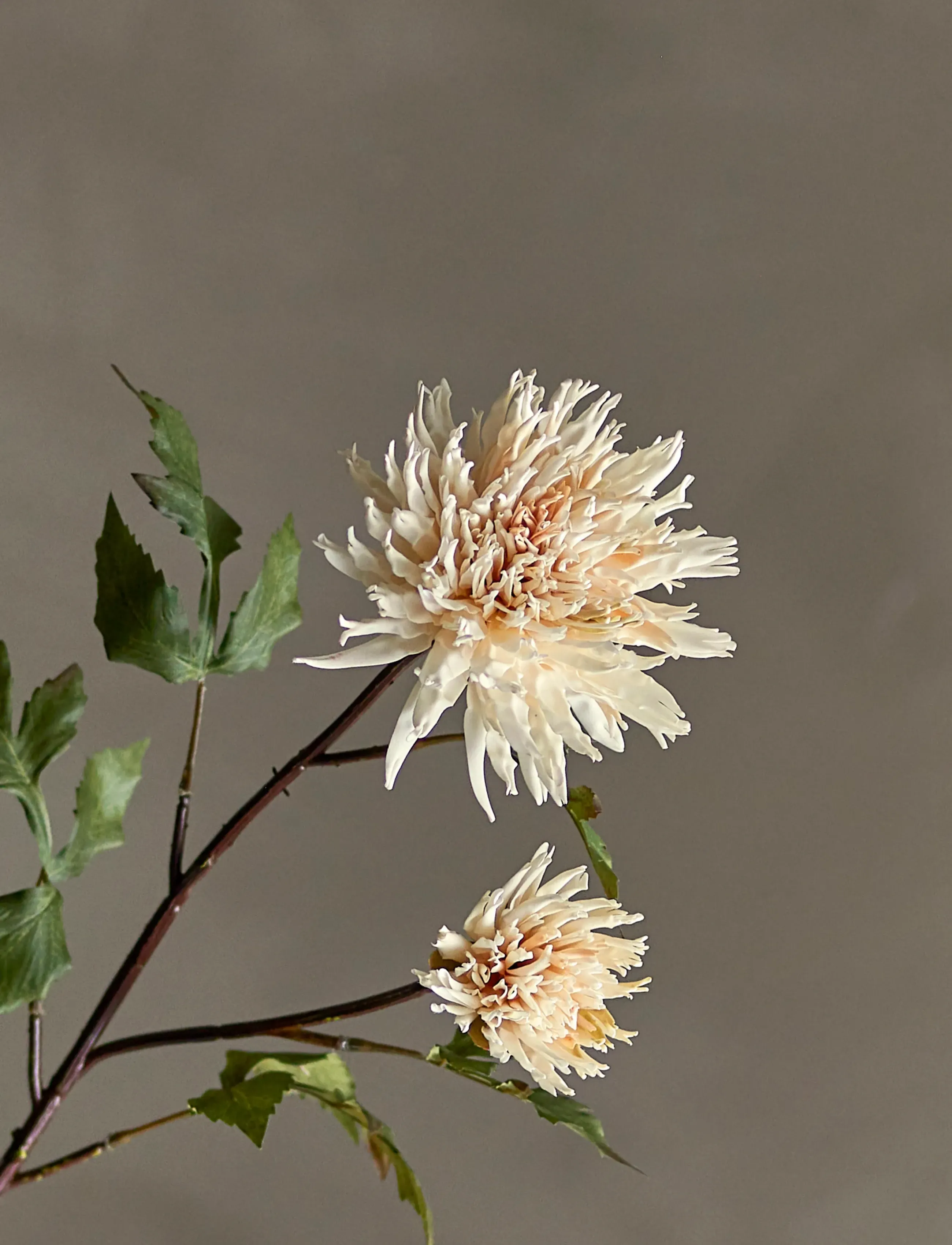 Bloomingville - Chrysantemum Stem - valentinstaggeschenke - cream - 5