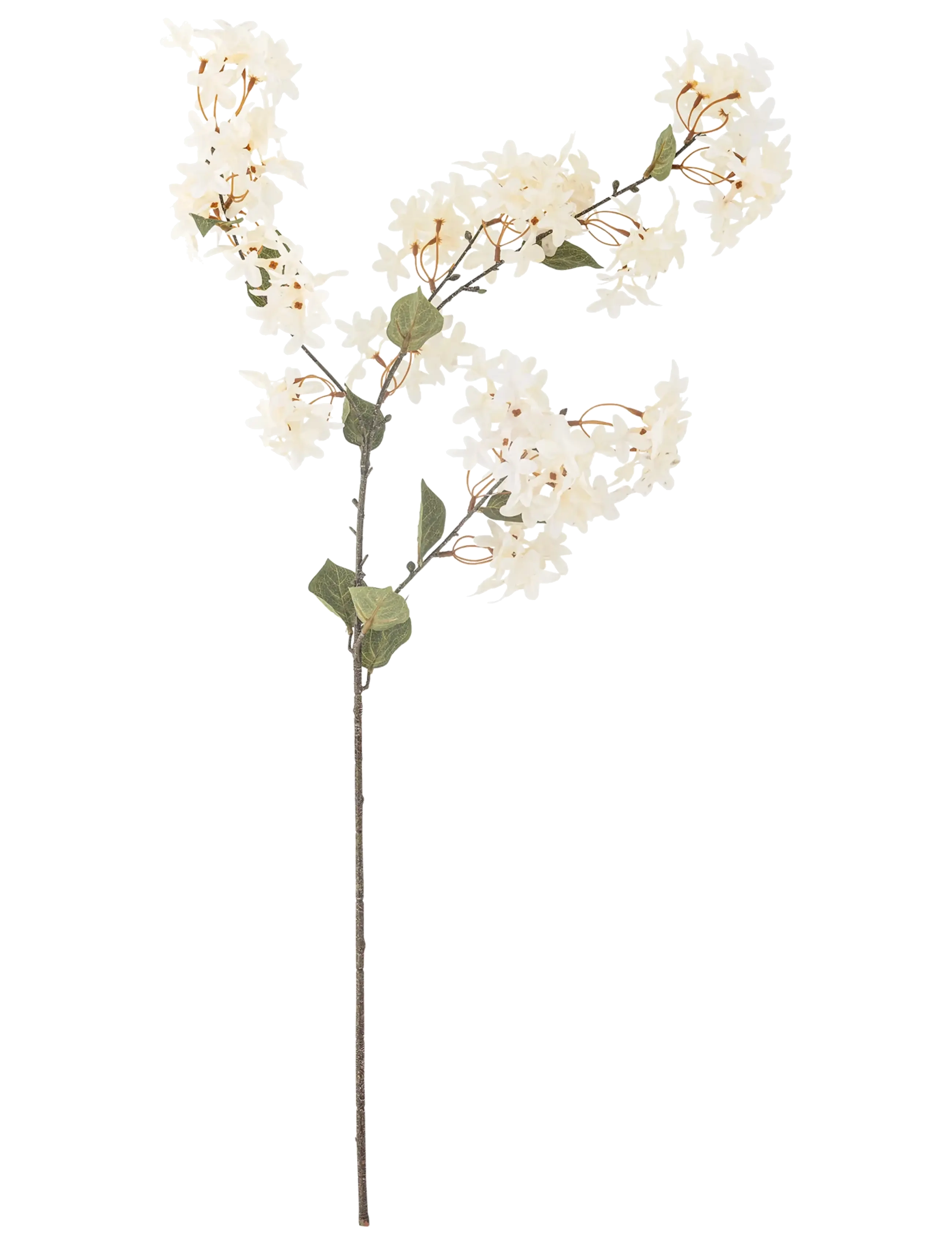 Bloomingville Myrtle Stem, Dried & Fake Flowers, Hvid, Str: H100CM