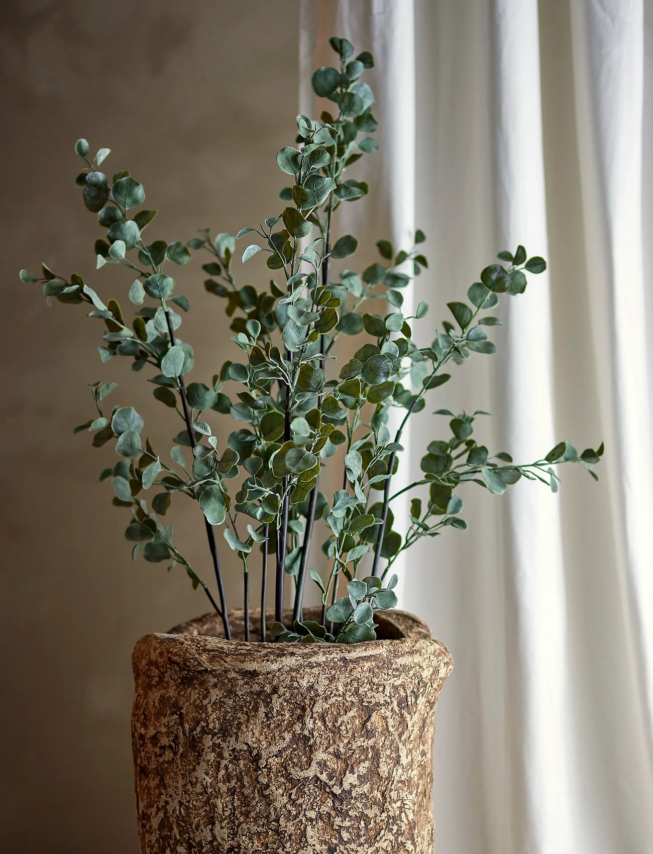 Eucalyptus Plant
