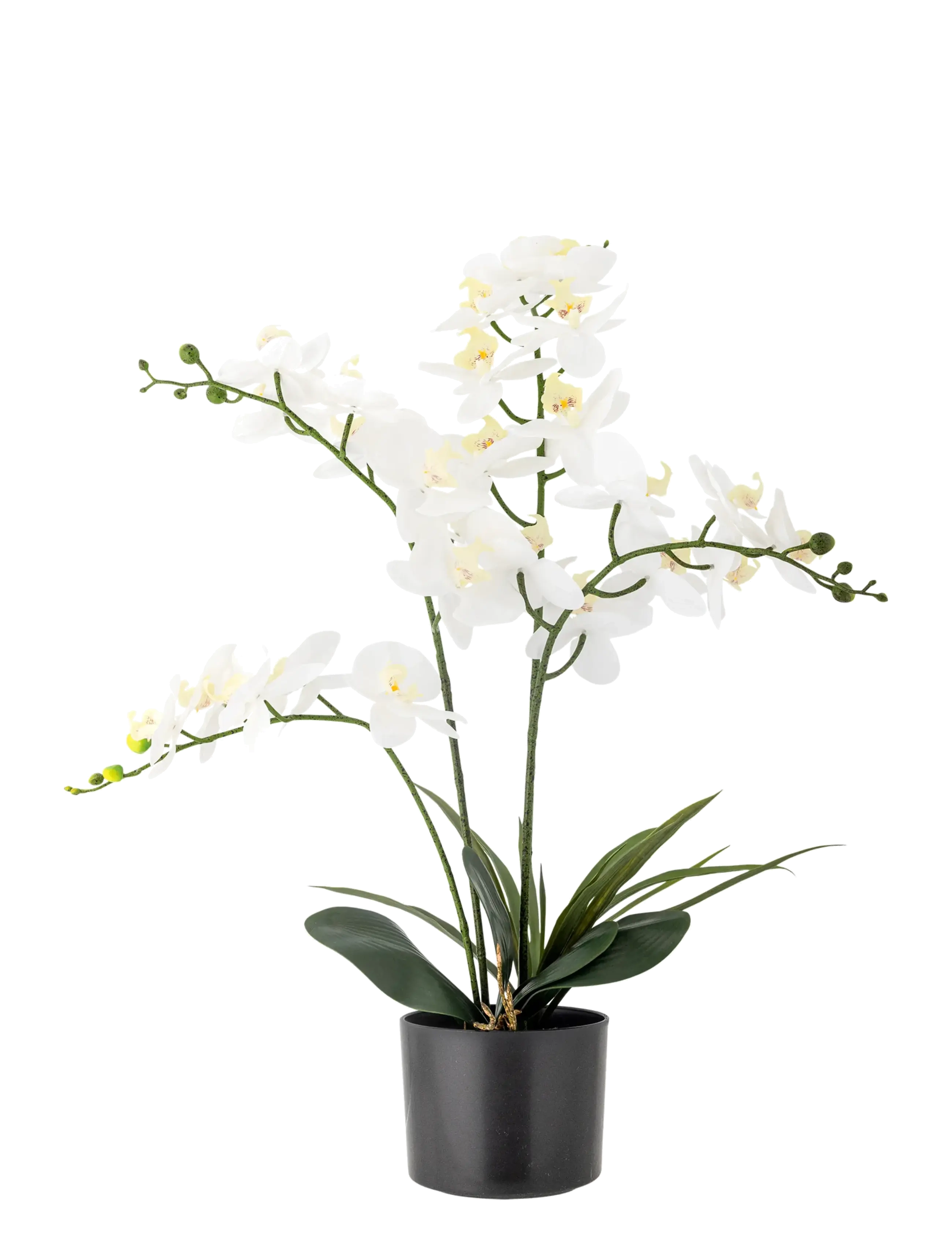 Bloomingville Orchid Plant, Dried & Fake Flowers, Hvid, Str: Ø 16 cm