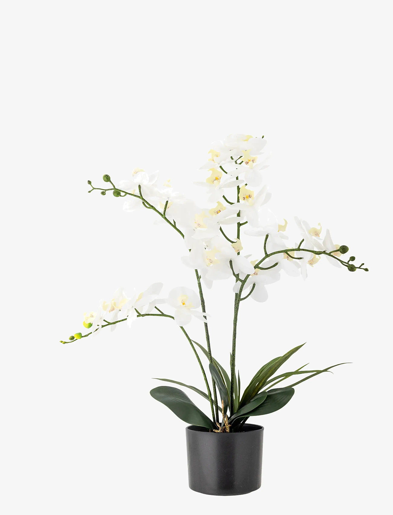 Bloomingville - Orchid Plant - valentines day gifts - green - 1