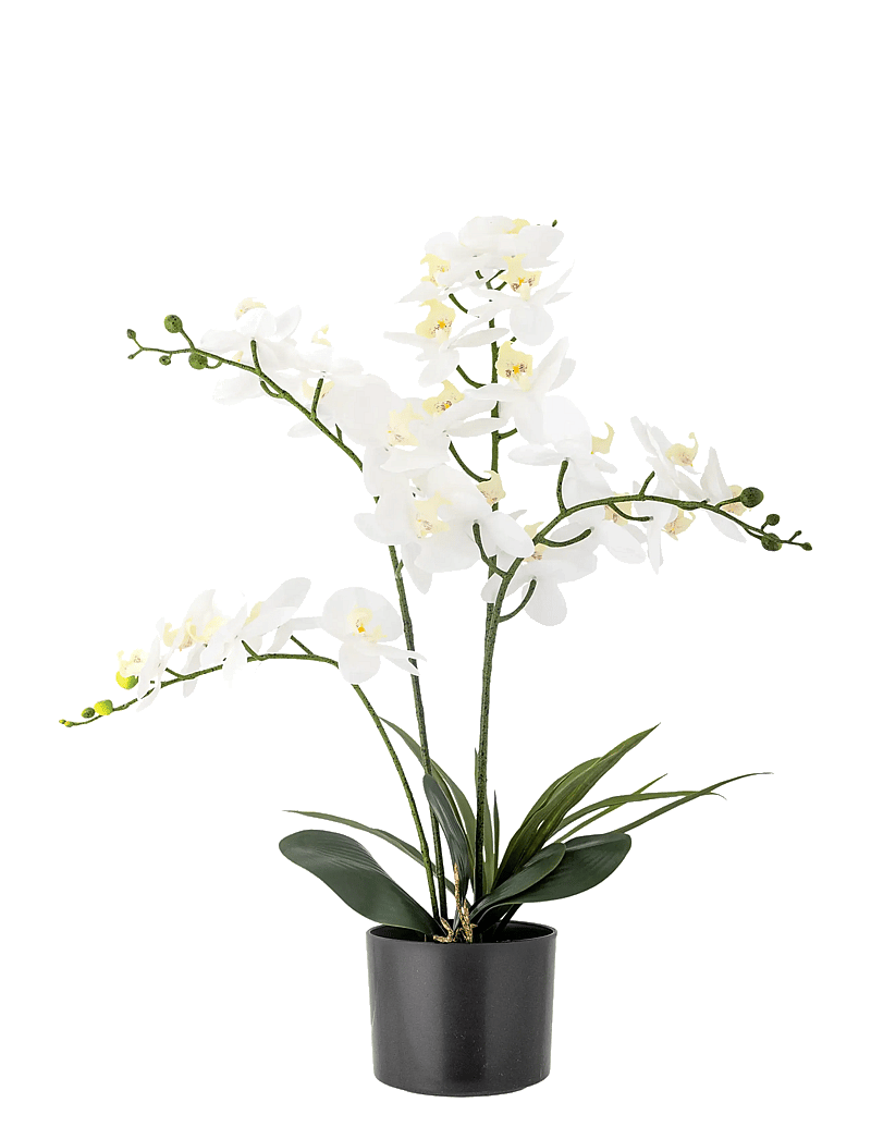 Bloomingville - Orchid Plant - valentinstaggeschenke - green - 1