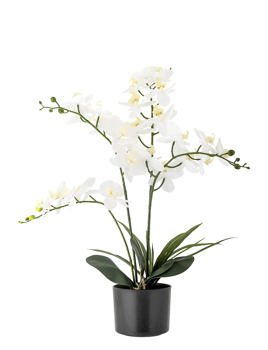 Bloomingville - Orchid Plant - valentinstaggeschenke - green - 1
