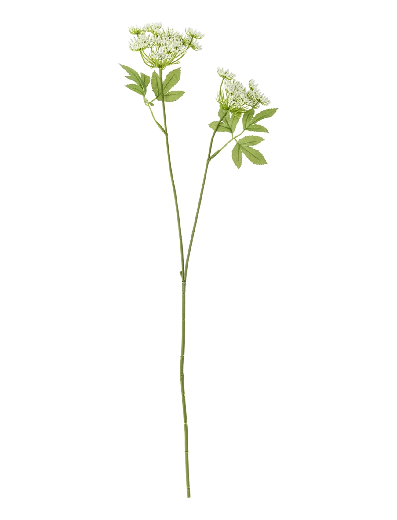 Bloomingville Fennel Stem, Dried & Fake Flowers, Hvid, Str: H66CM