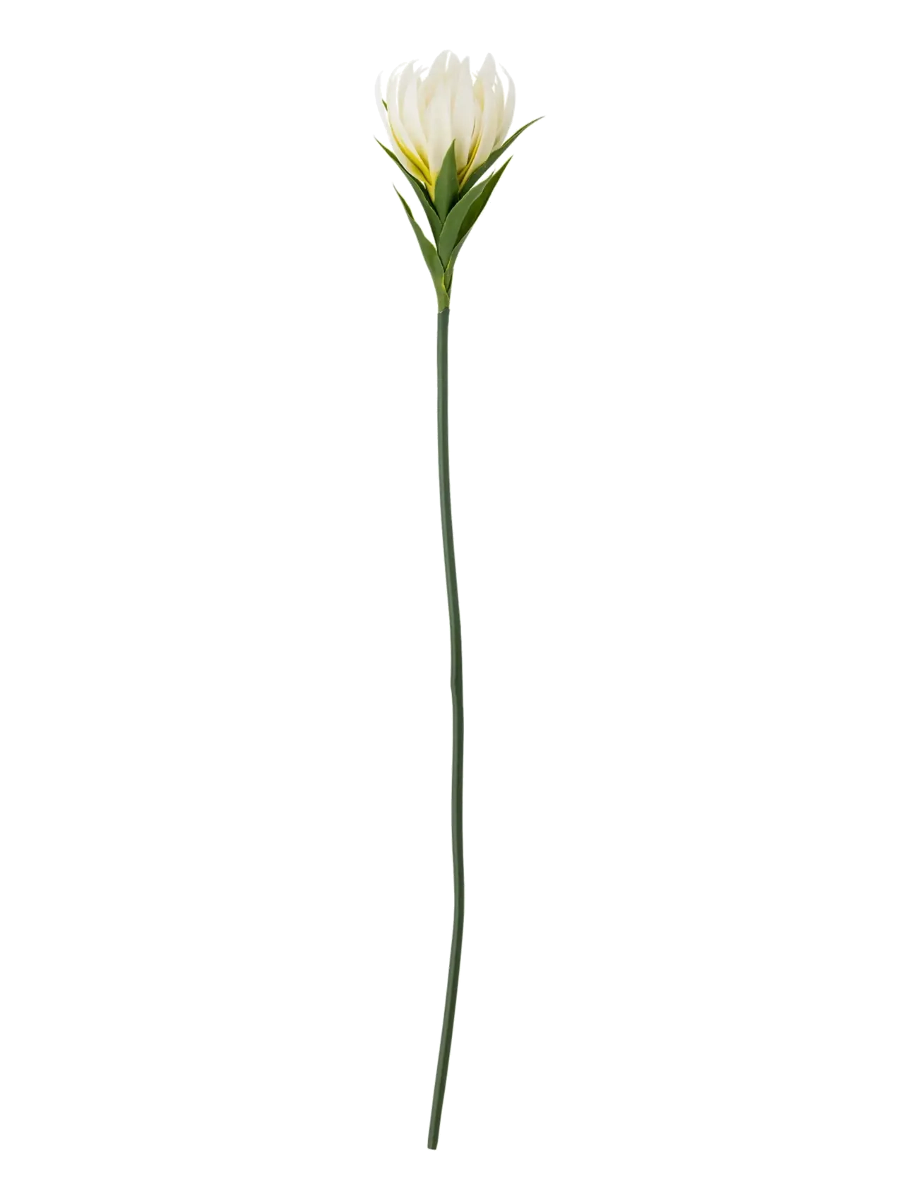 Bloomingville Lily Stem, Dried & Fake Flowers, Hvid, Str: H76CM